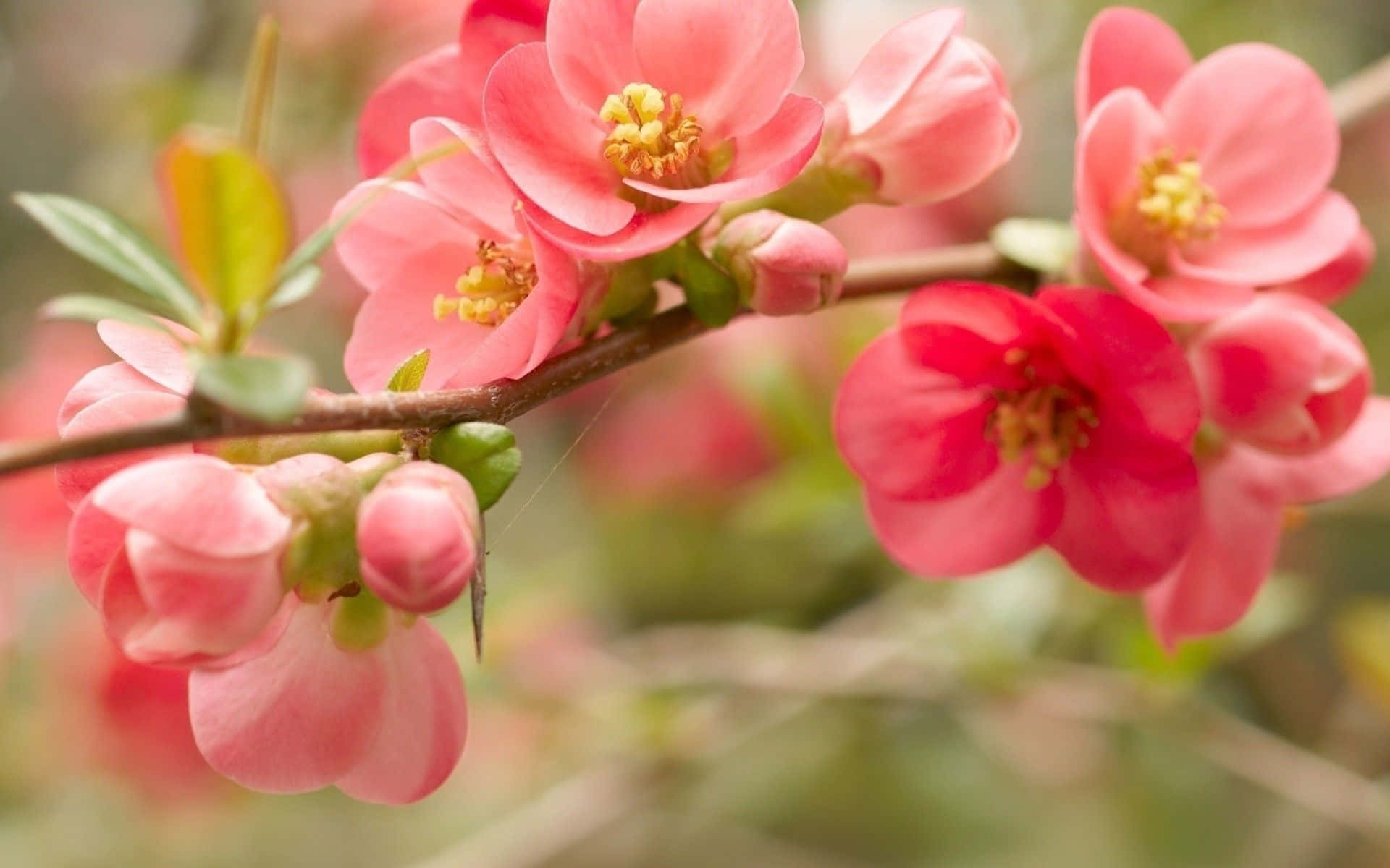 Pink Japanese Quince Flower Cute Floral Wallpaper