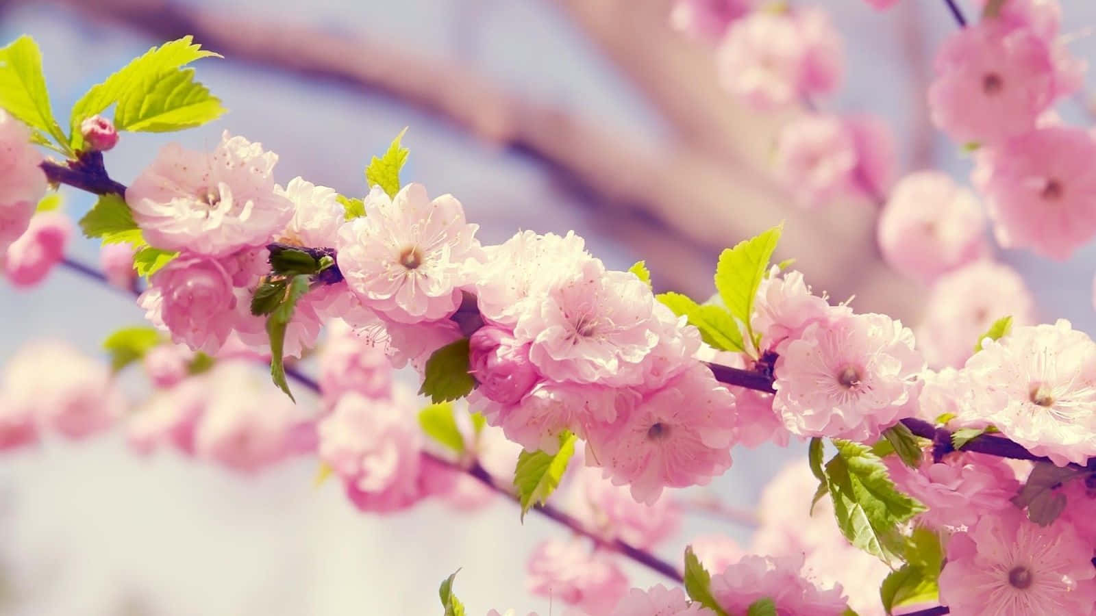 Spring Cherry Blossom Cute Floral Wallpaper