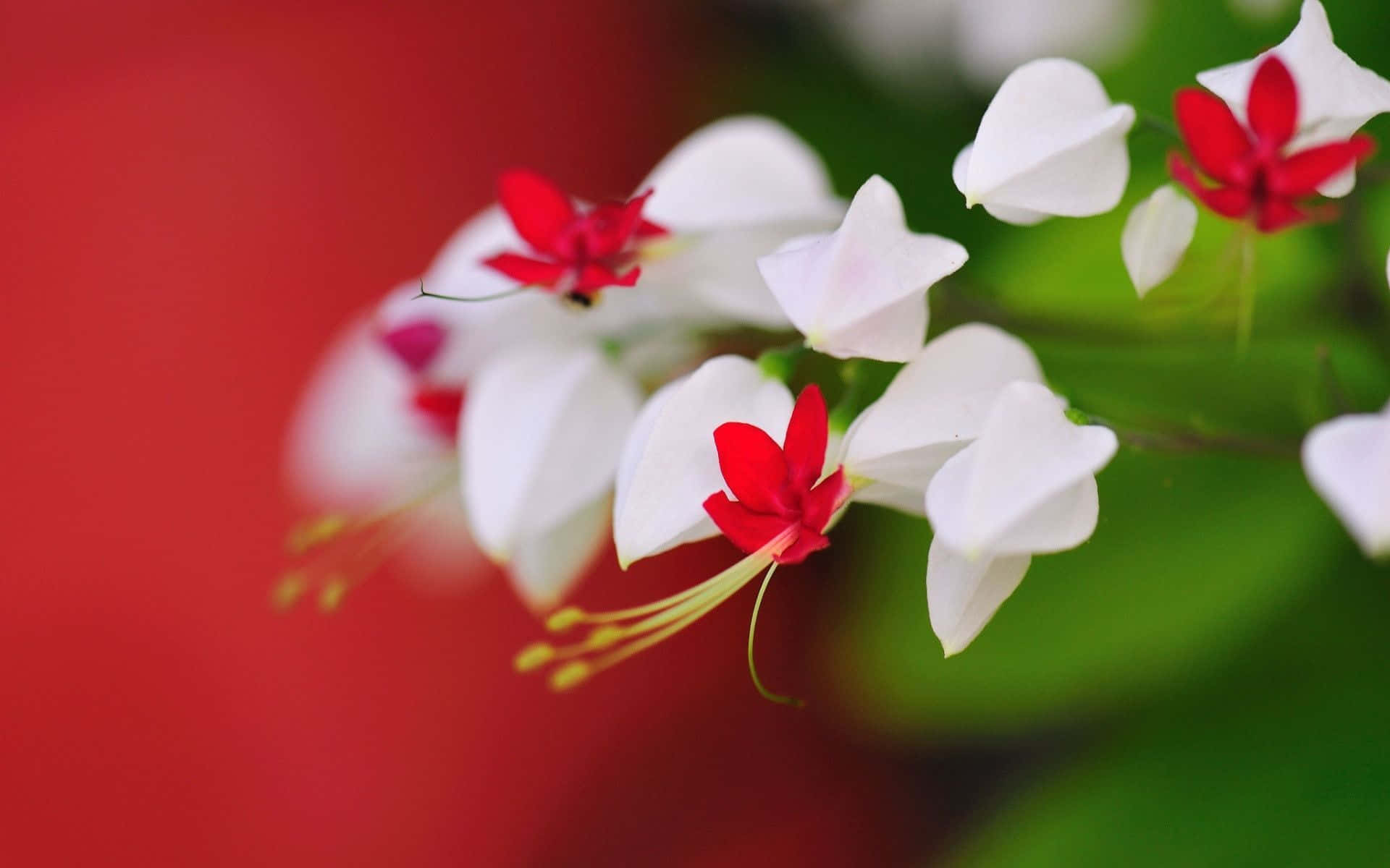 Red And White Bokeh Flowers Cute Floral Wallpaper