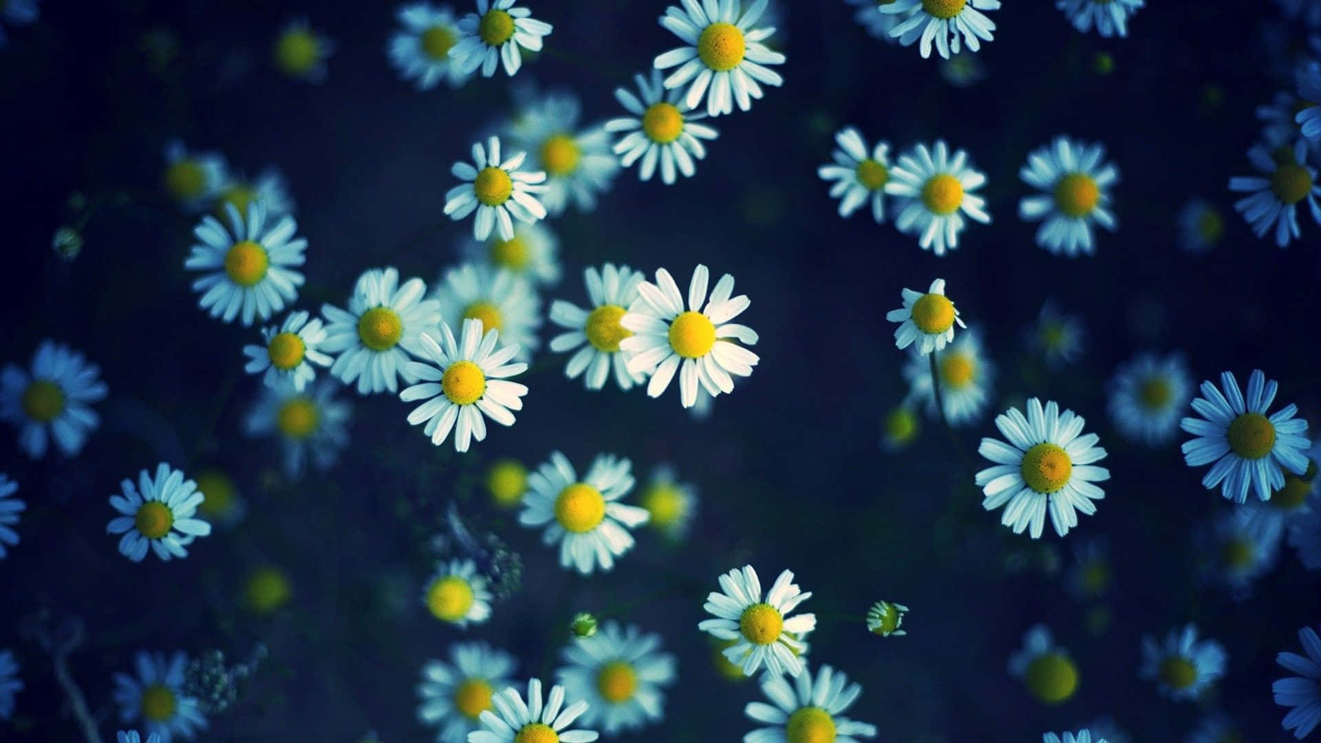 Aesthetic White Daisy Cute Floral Wallpaper