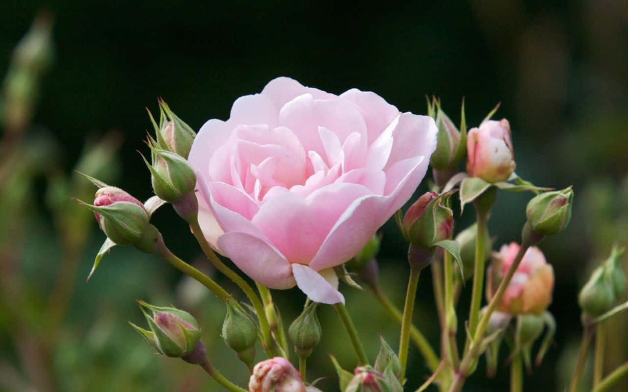 Pink Garden Rose Cute Floral Wallpaper