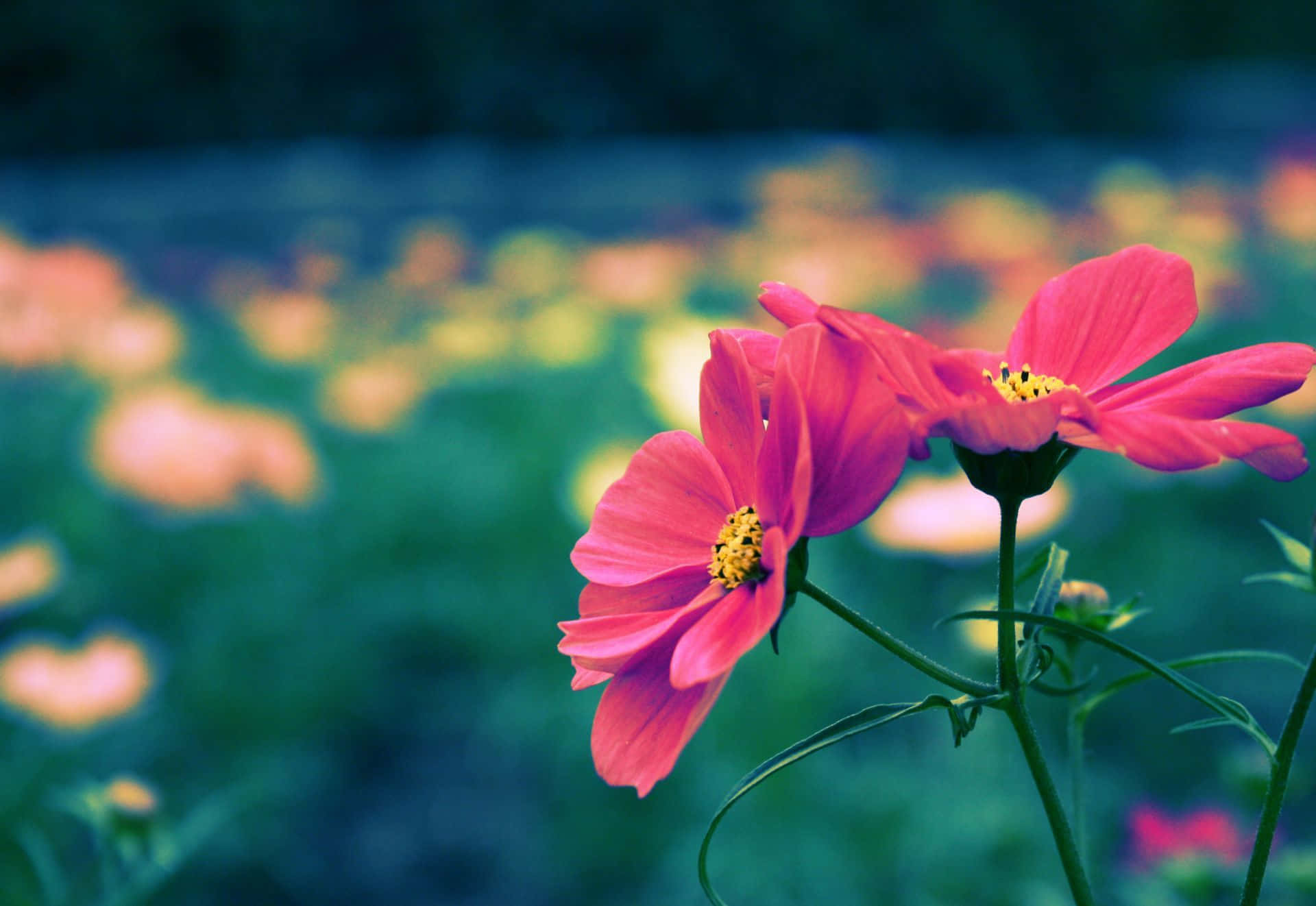 Adorable Colorful Flower Background