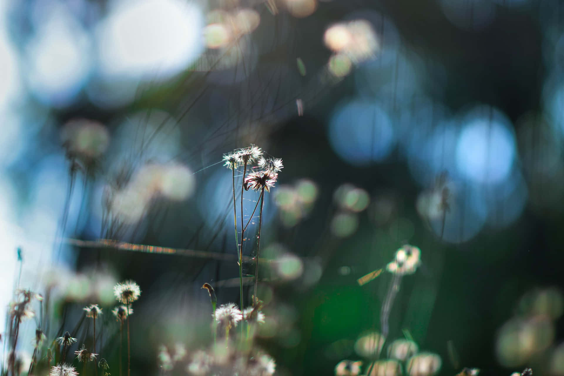 Et tætbillede af en blomst i græsset Wallpaper