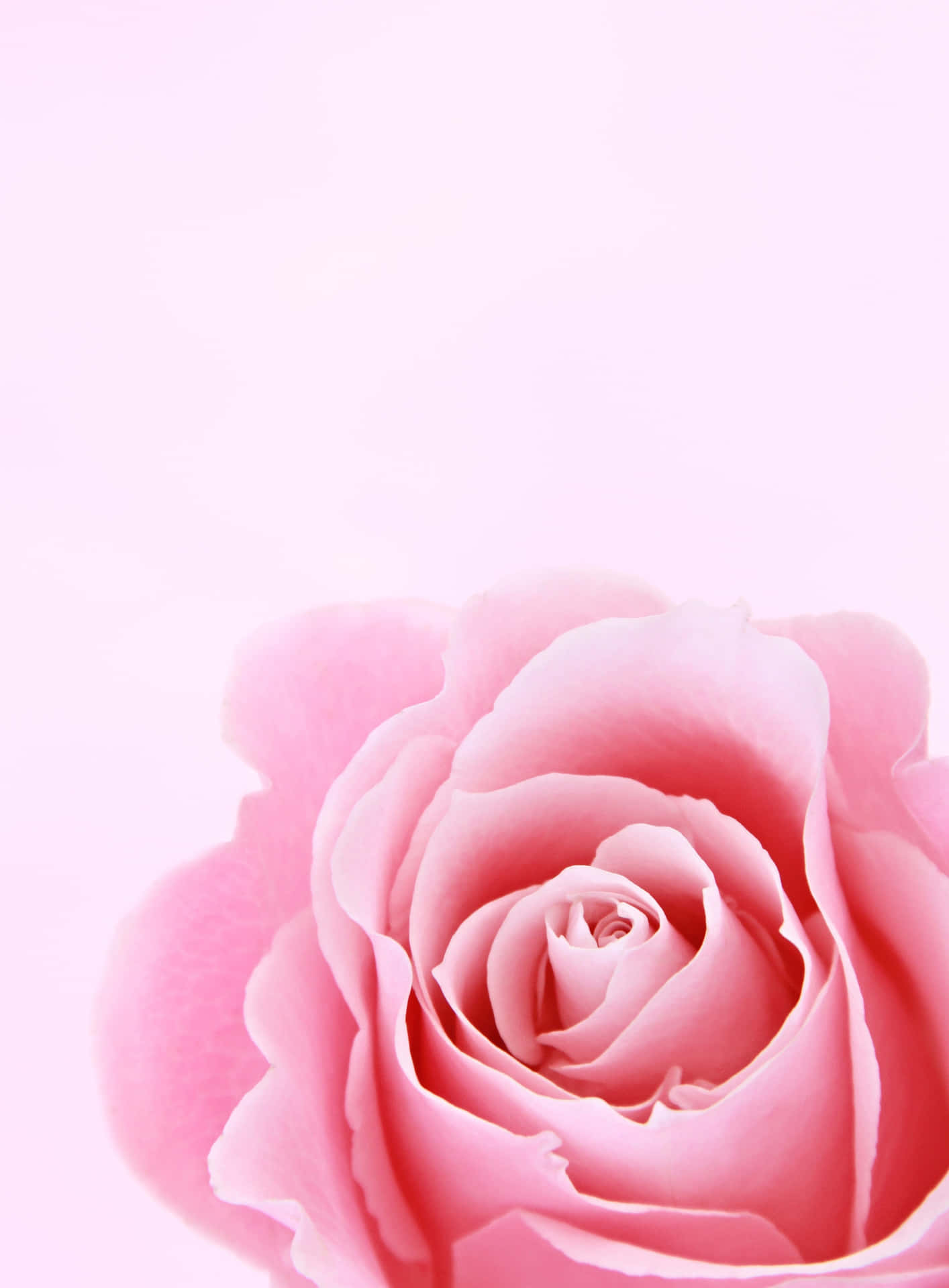Blooming Beauty - A Stunning Cute Flower Background