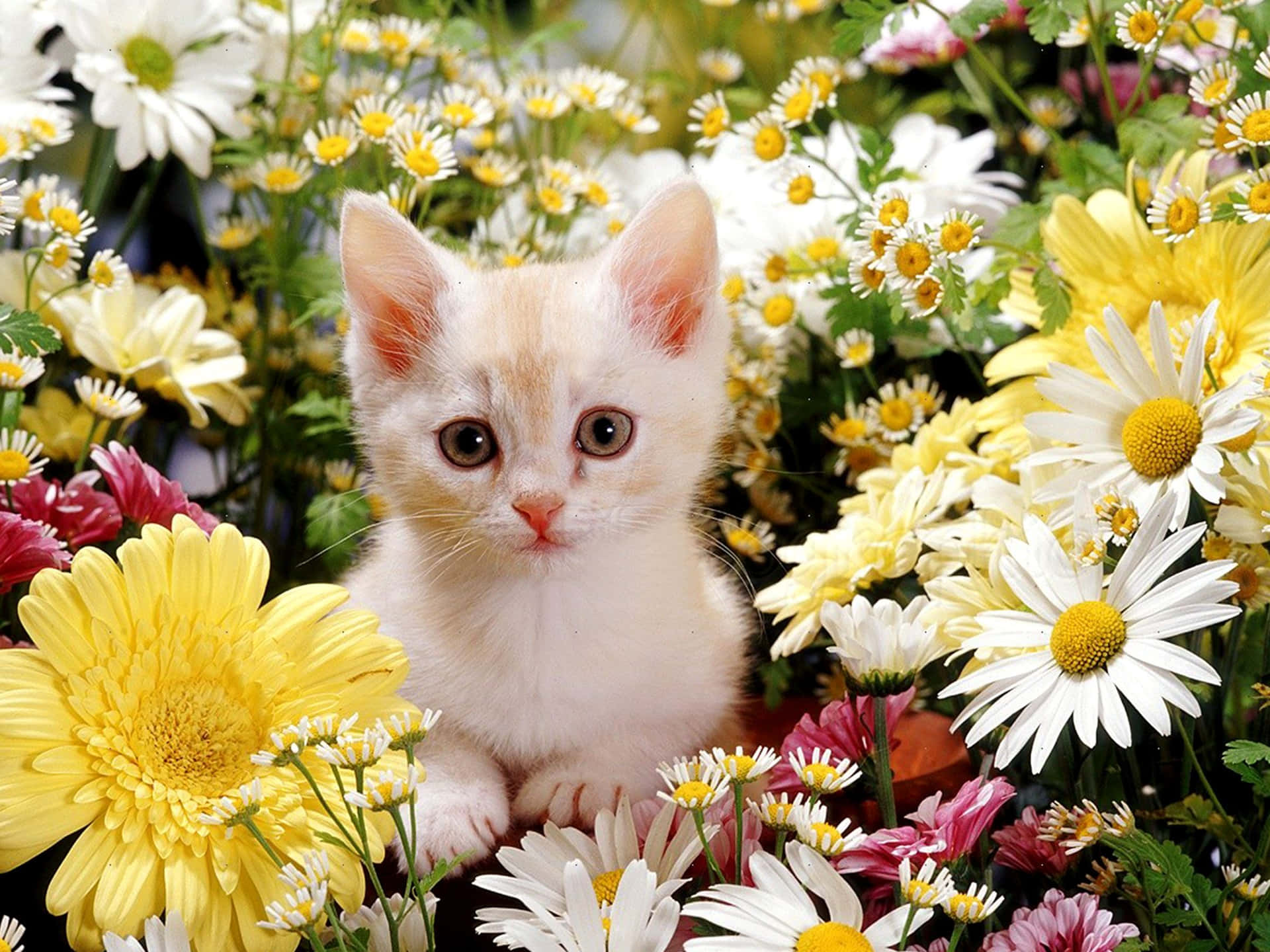Cute Flower With Cat Wallpaper
