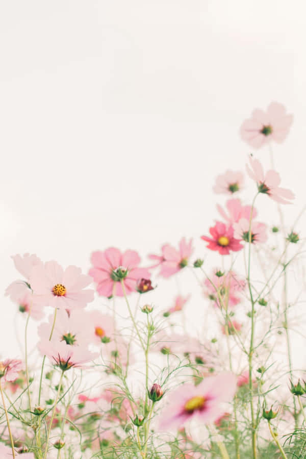 Adorable Blossoming Flowers Background