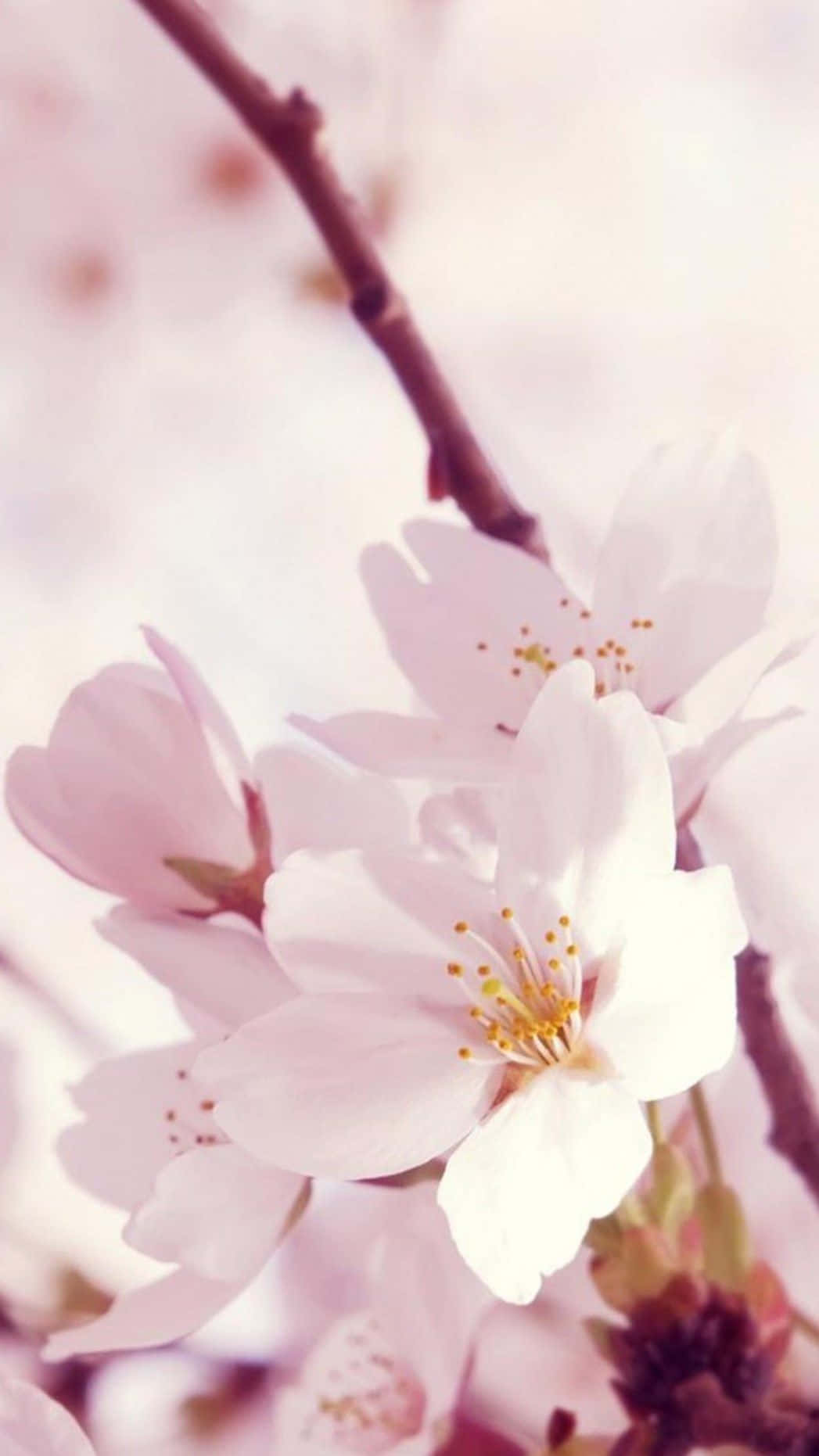 Et close-up af et kirsebærtræ Wallpaper