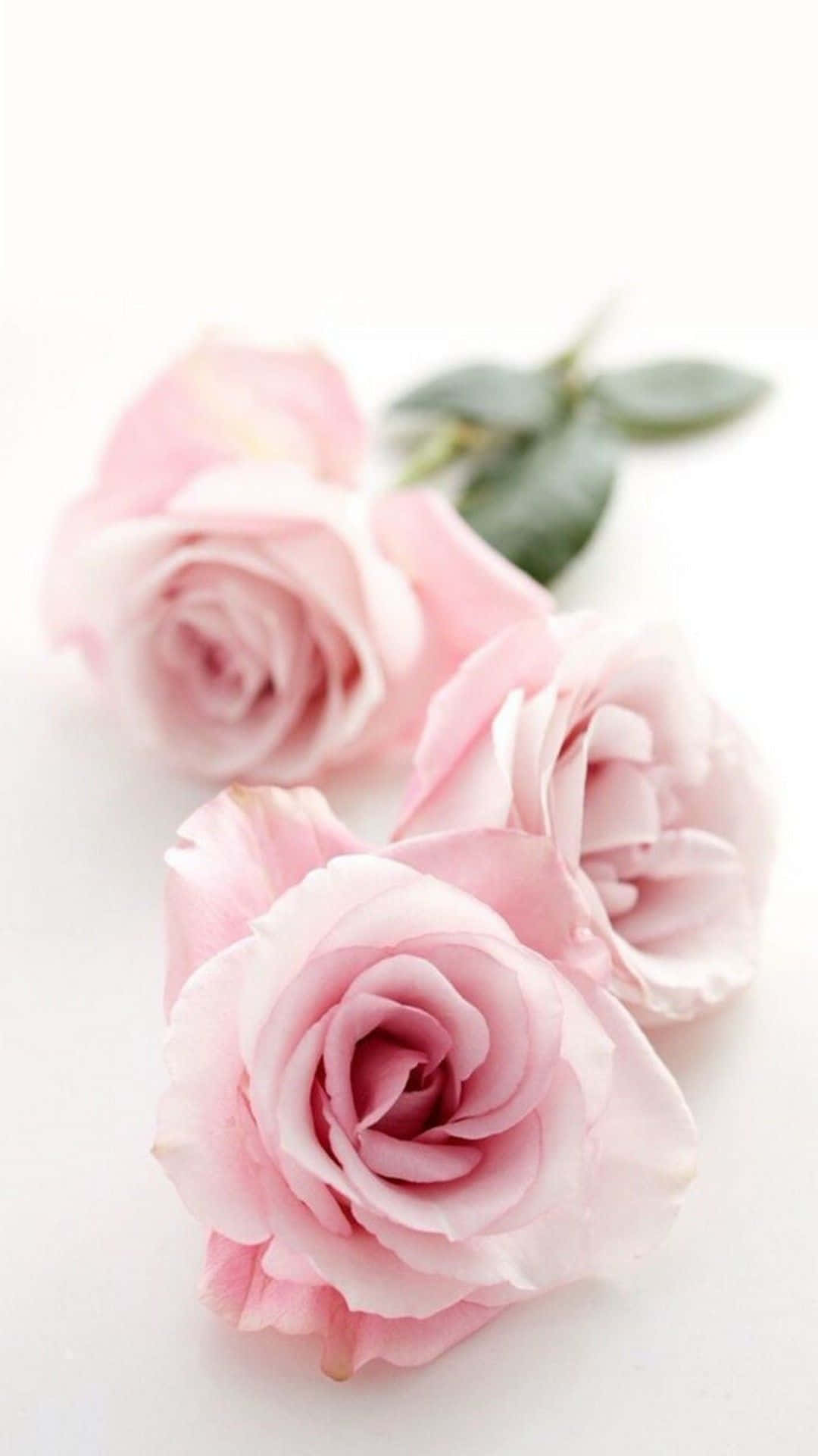 Unahermosa Y Adorable Flor En Tonos Rosados Y Amarillos. Fondo de pantalla