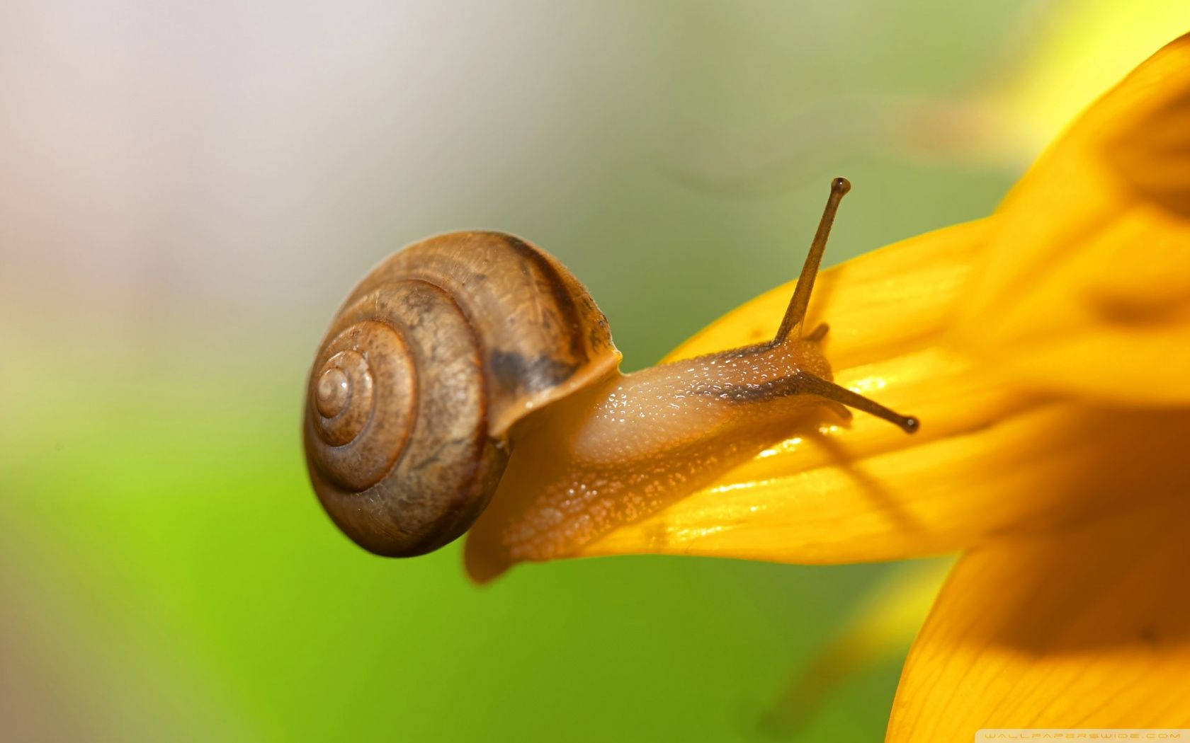 Cute Flower Snail Wallpaper