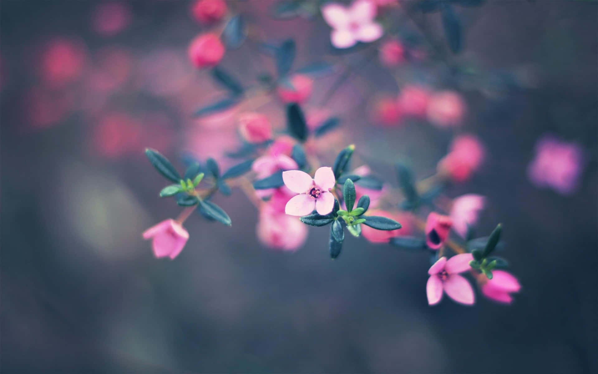 lyserøde blomster på en gren med grønne blade Wallpaper