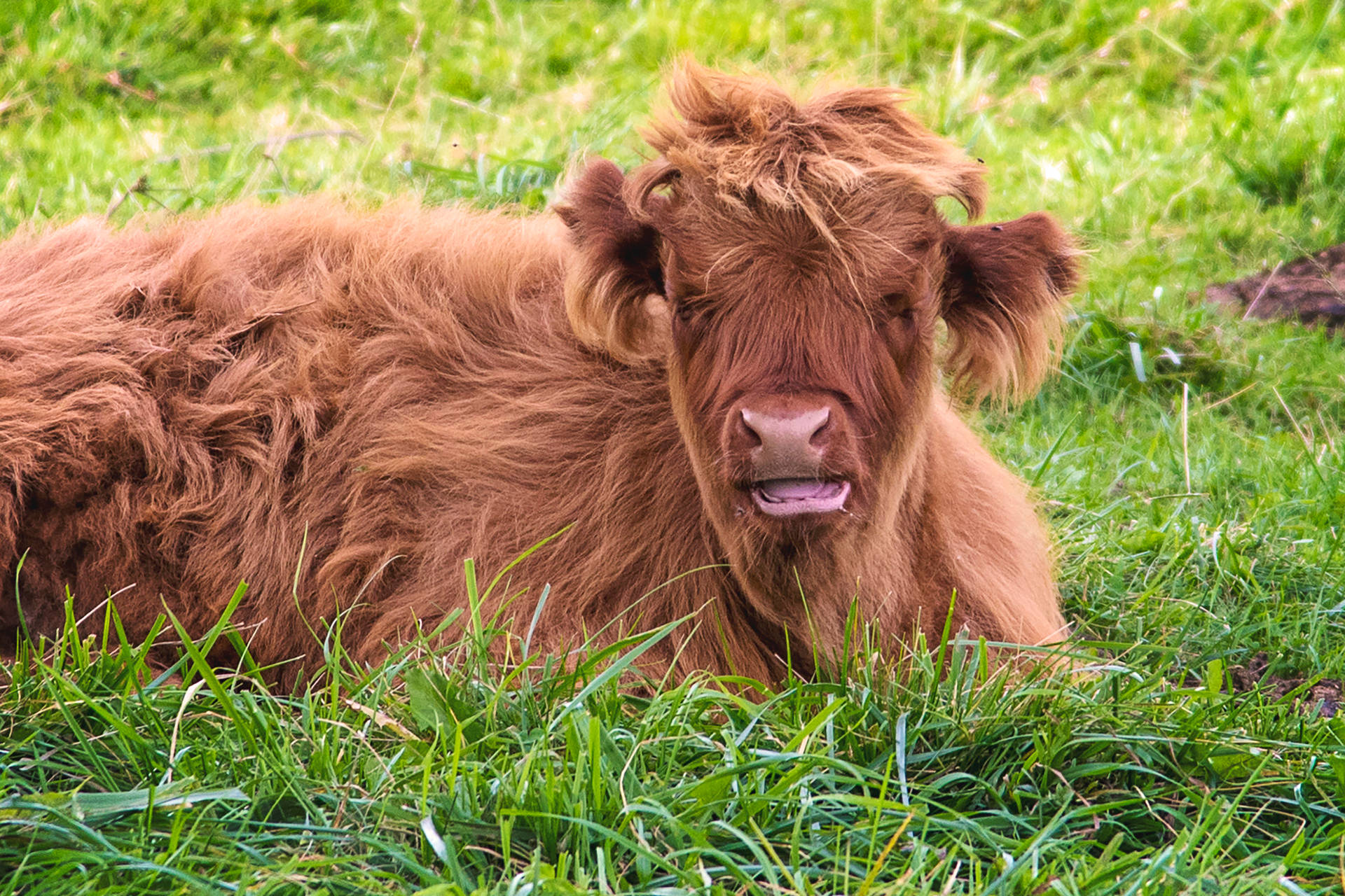 Niedliche,flauschige Kuh Liegt Auf Dem Gras. Wallpaper