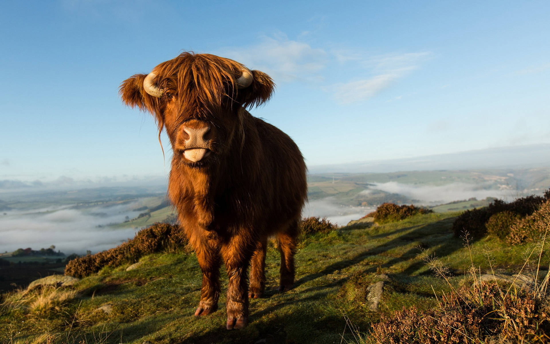 Cute Fluffy Cow On Grass Edge Wallpaper
