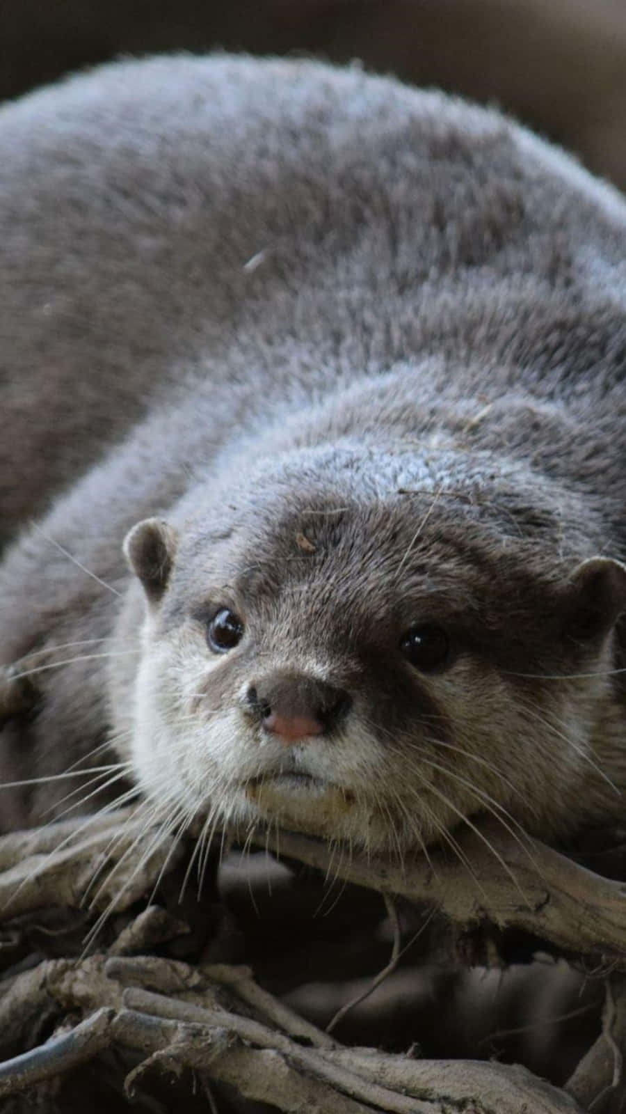 Cute Fluffy Otter Picture
