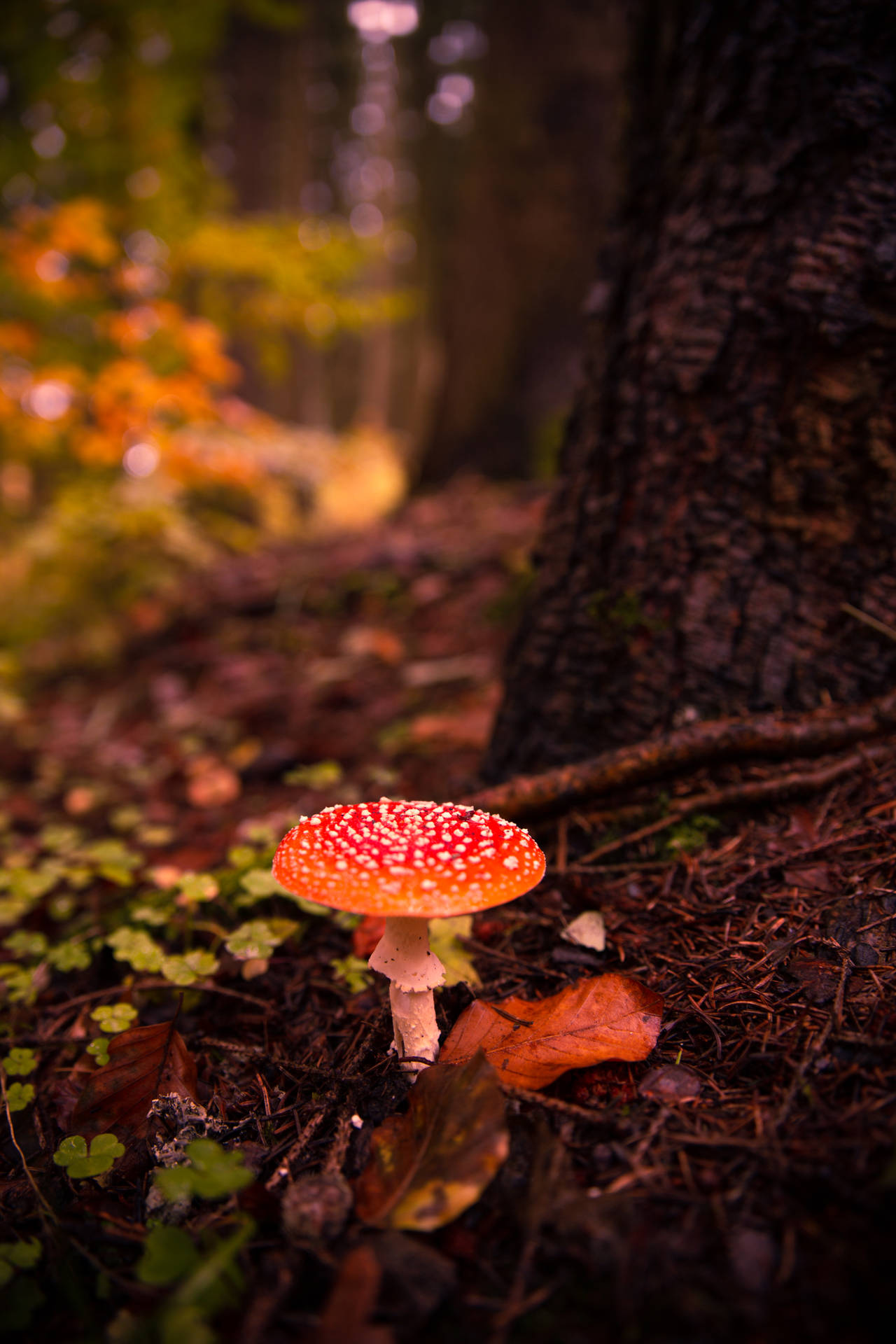 Cute Fly Agaric Mushroom Sprouting On Tree Base