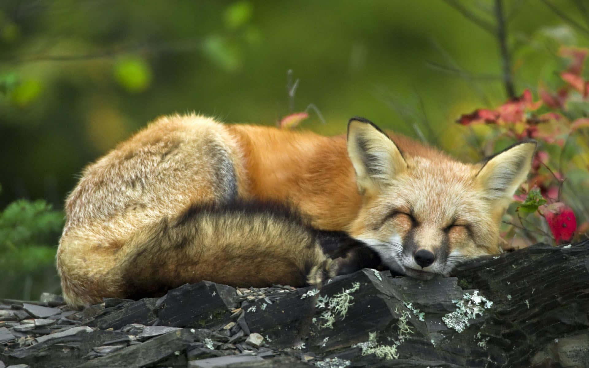 A beautiful cute fox looking at the camera