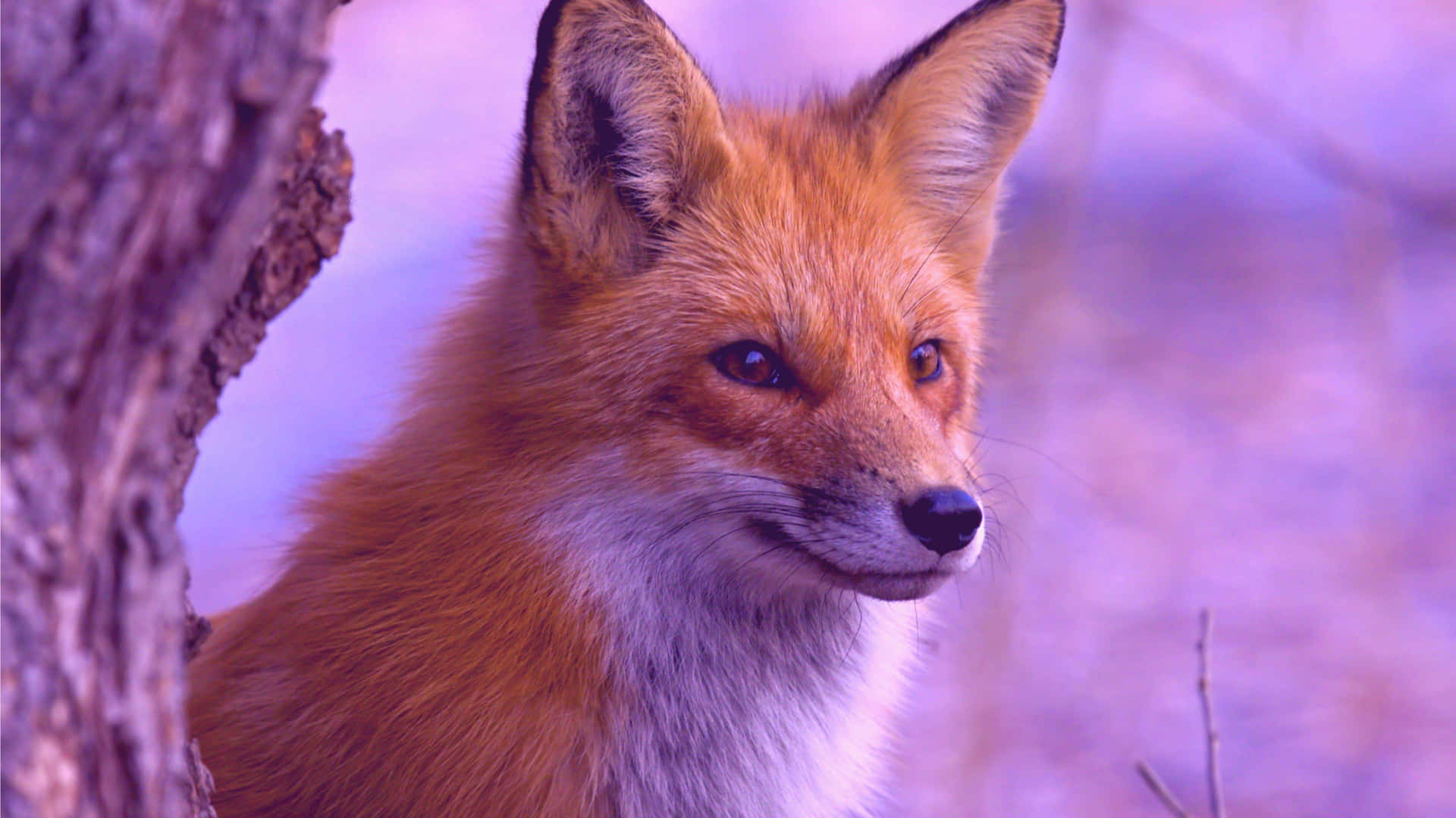 Download A cute fox smiles and looks curiously at something in the ...
