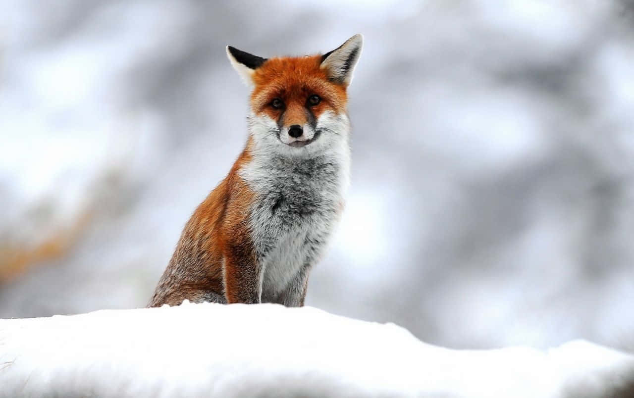 A Curious Fox