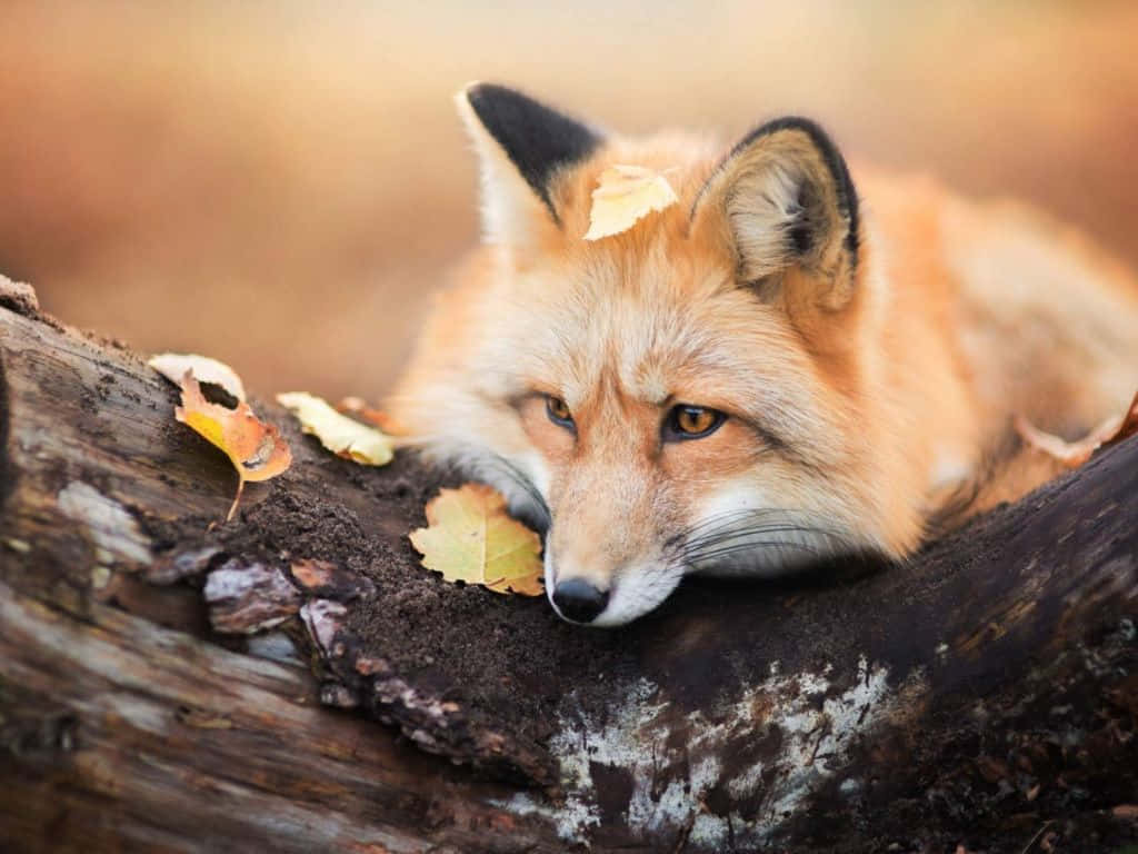 Look at this cute fox!