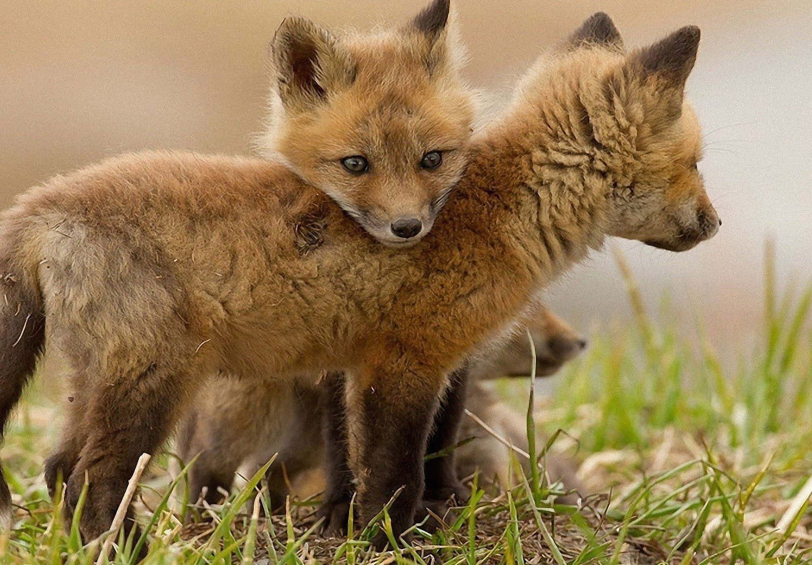 Take a closer look and see the cuteness of this fox!