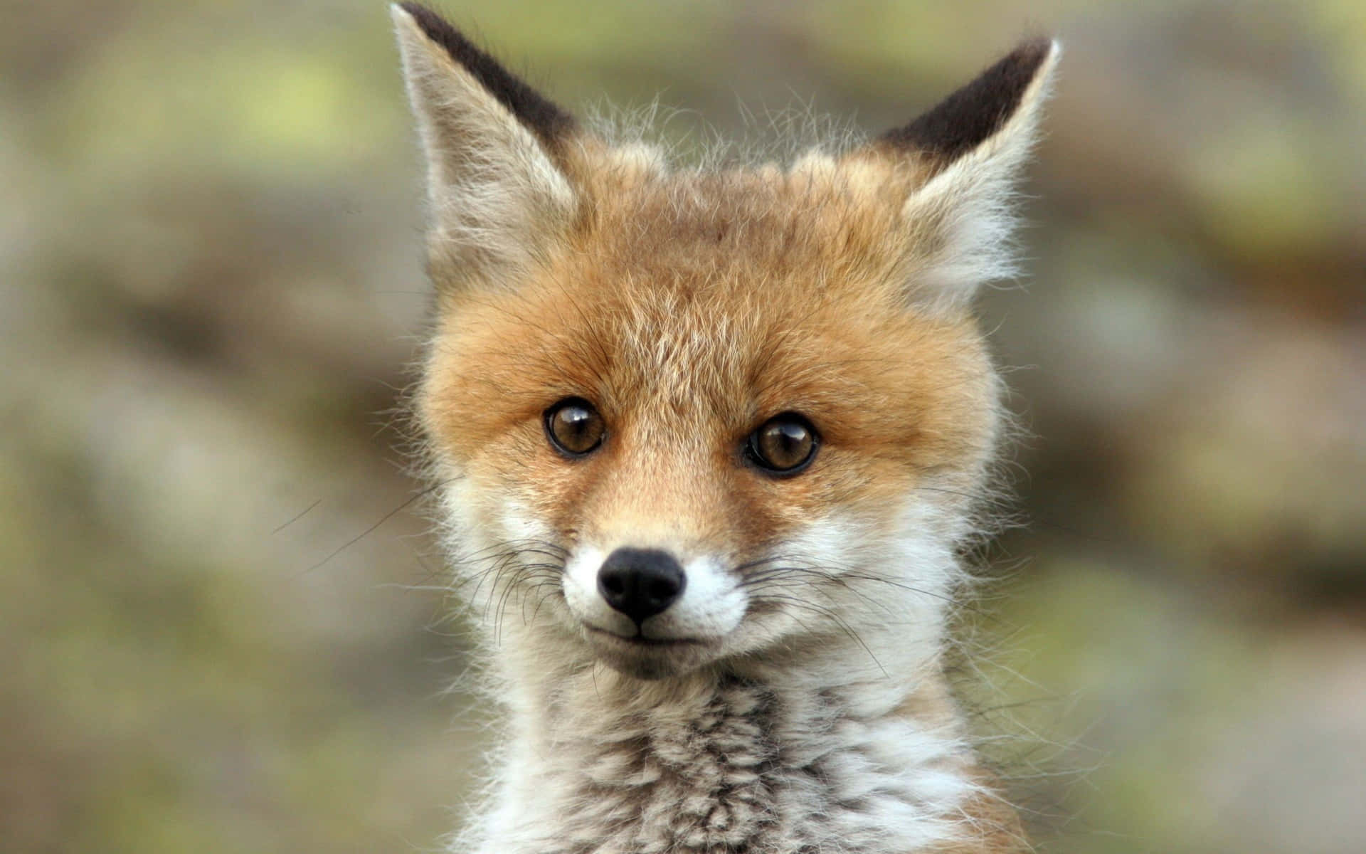 A Red Fox Is Looking At The Camera