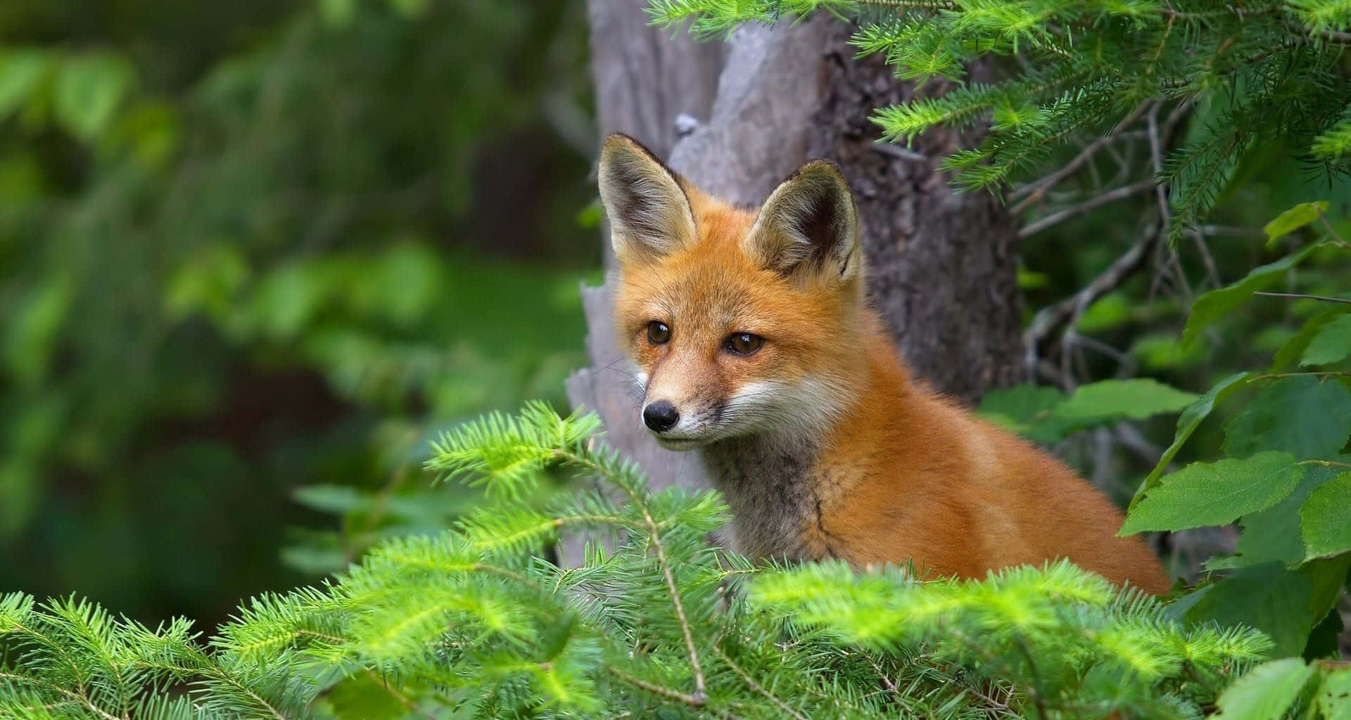 "A Cute Fox Hops Across the Grass"
