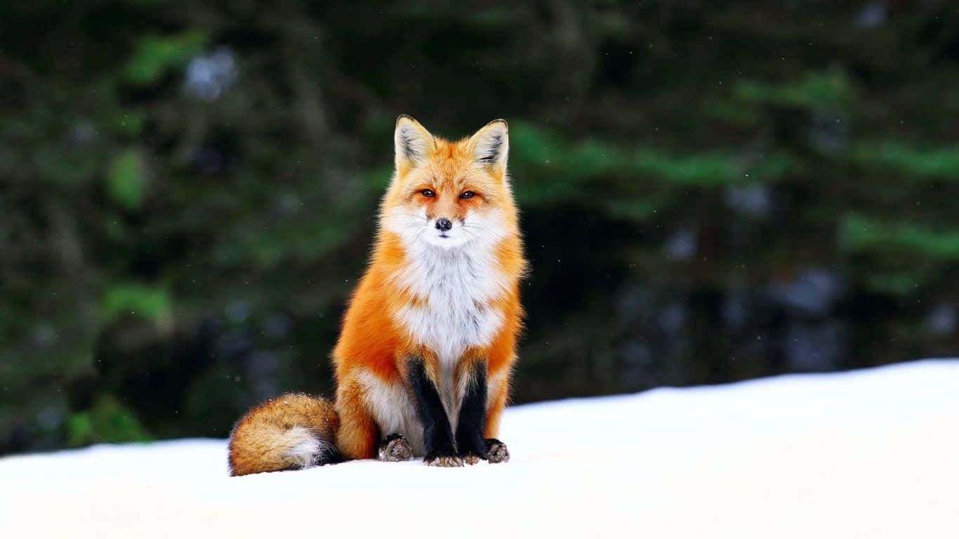 A cute fox peers out from behind a log.