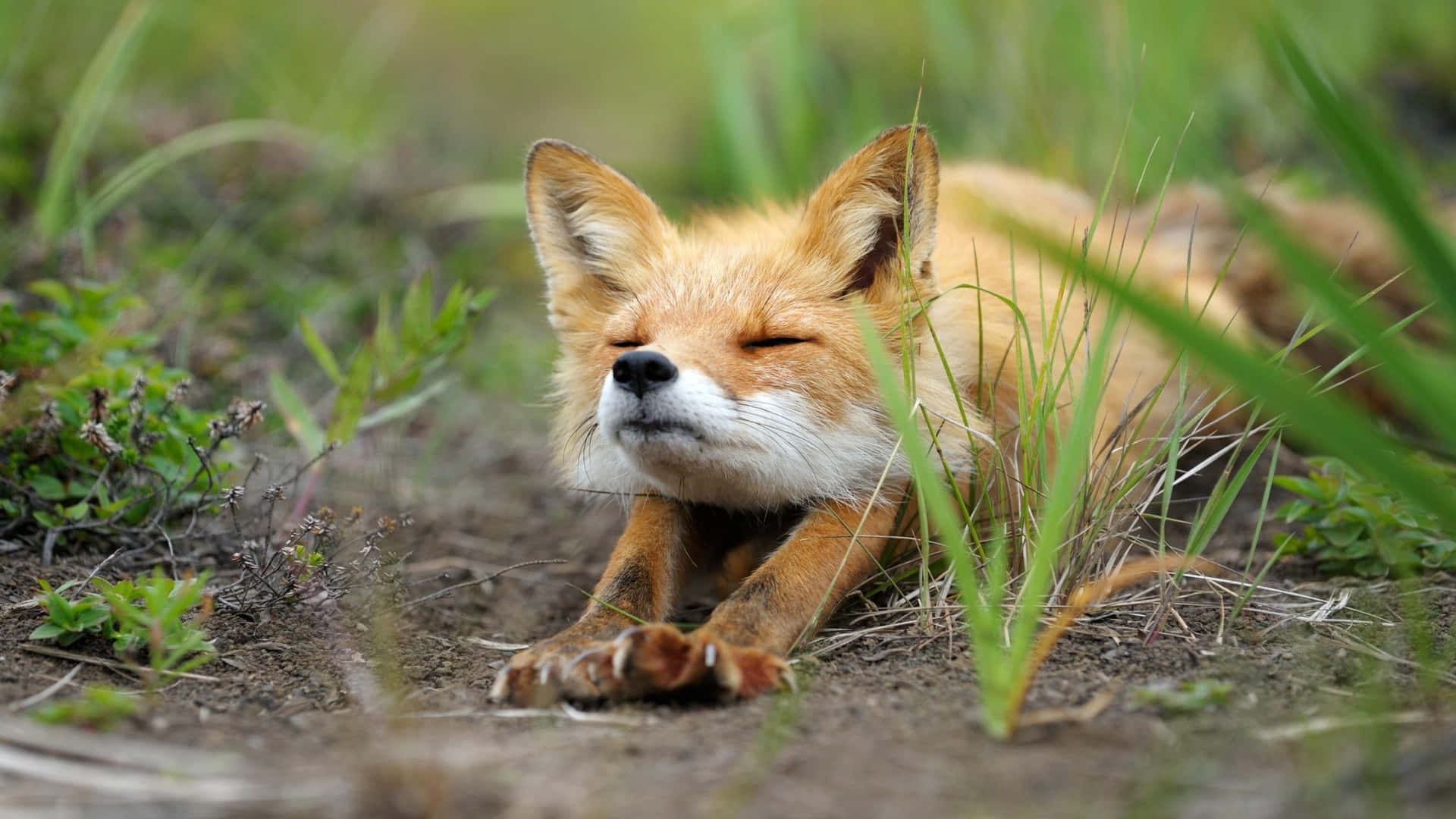 Look at this adorable fox!