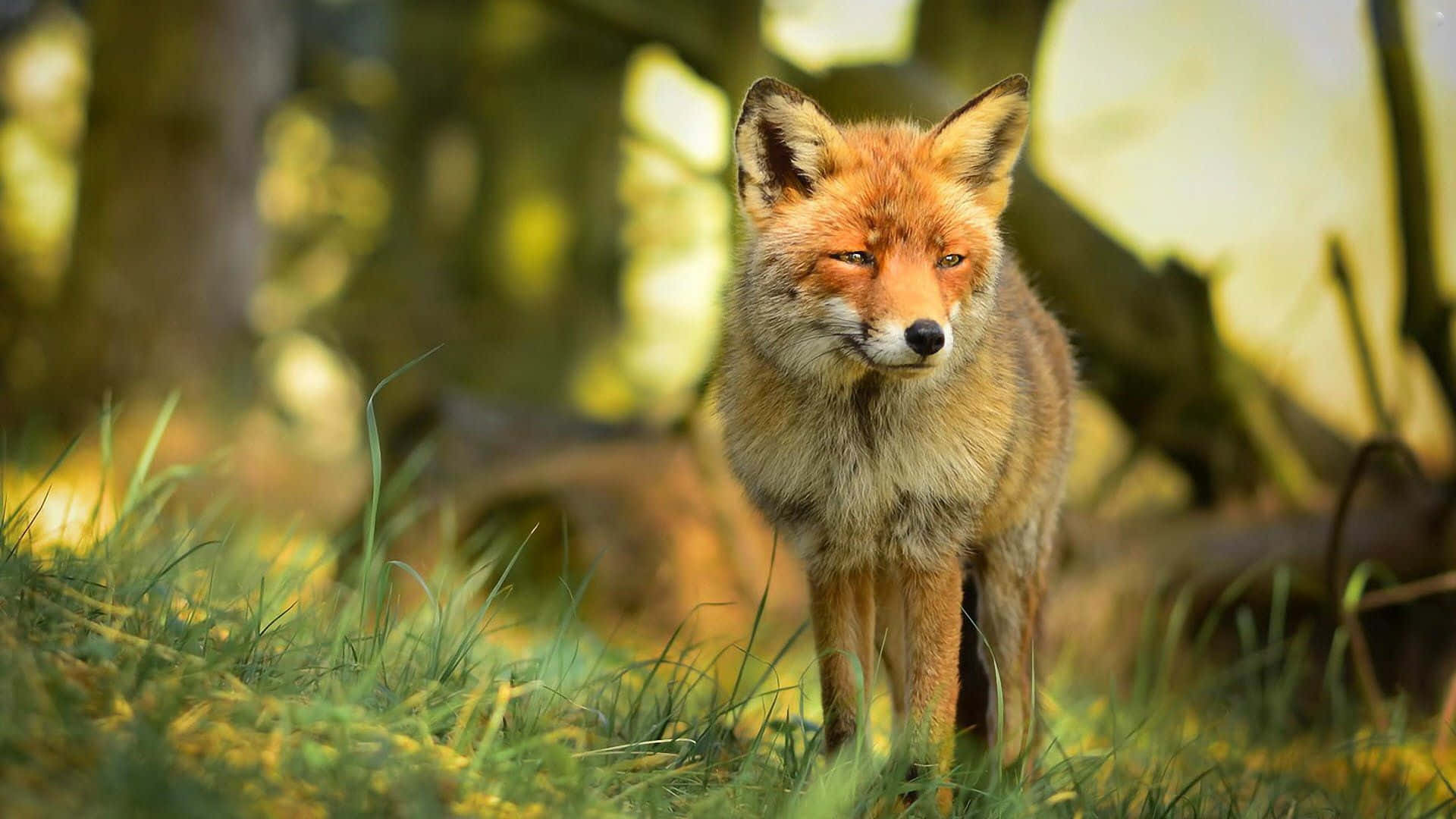 A Fox Is Standing In The Grass In The Forest
