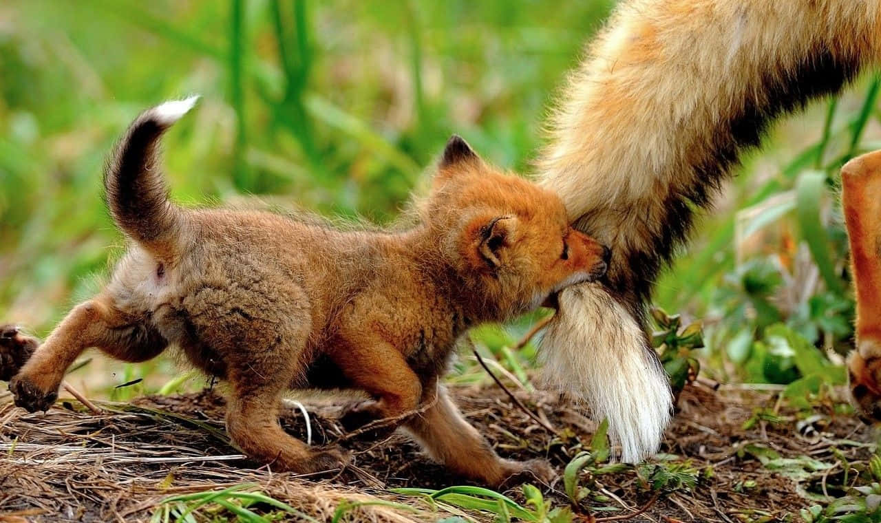 A Fox Cub Is Playing With Its Mother