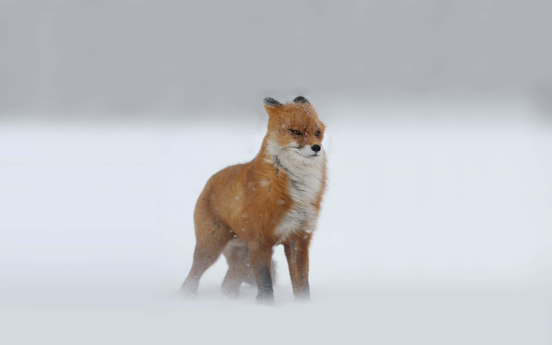 Einroter Fuchs Steht Im Schnee.