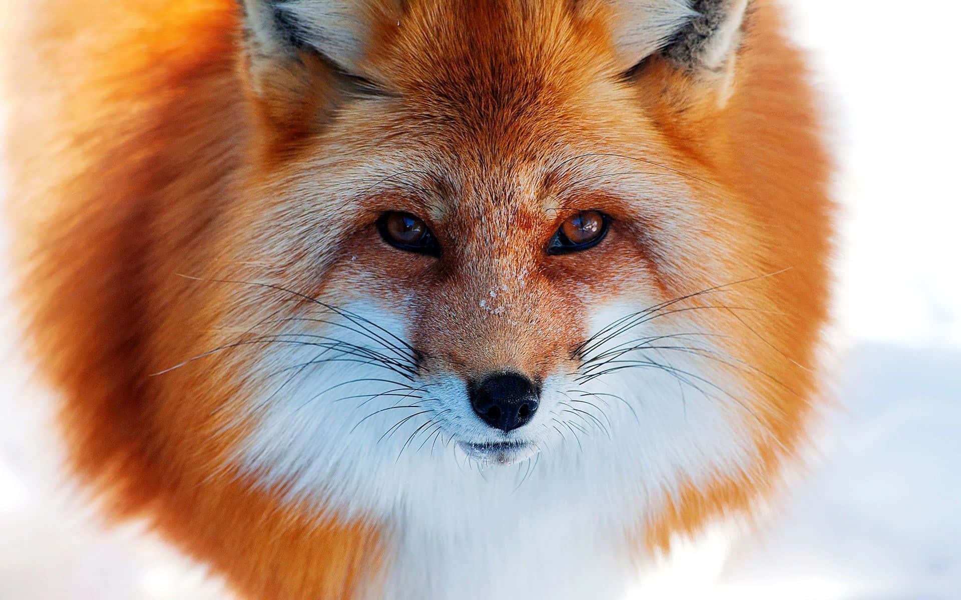 Look How Adorable This Little Fox Is