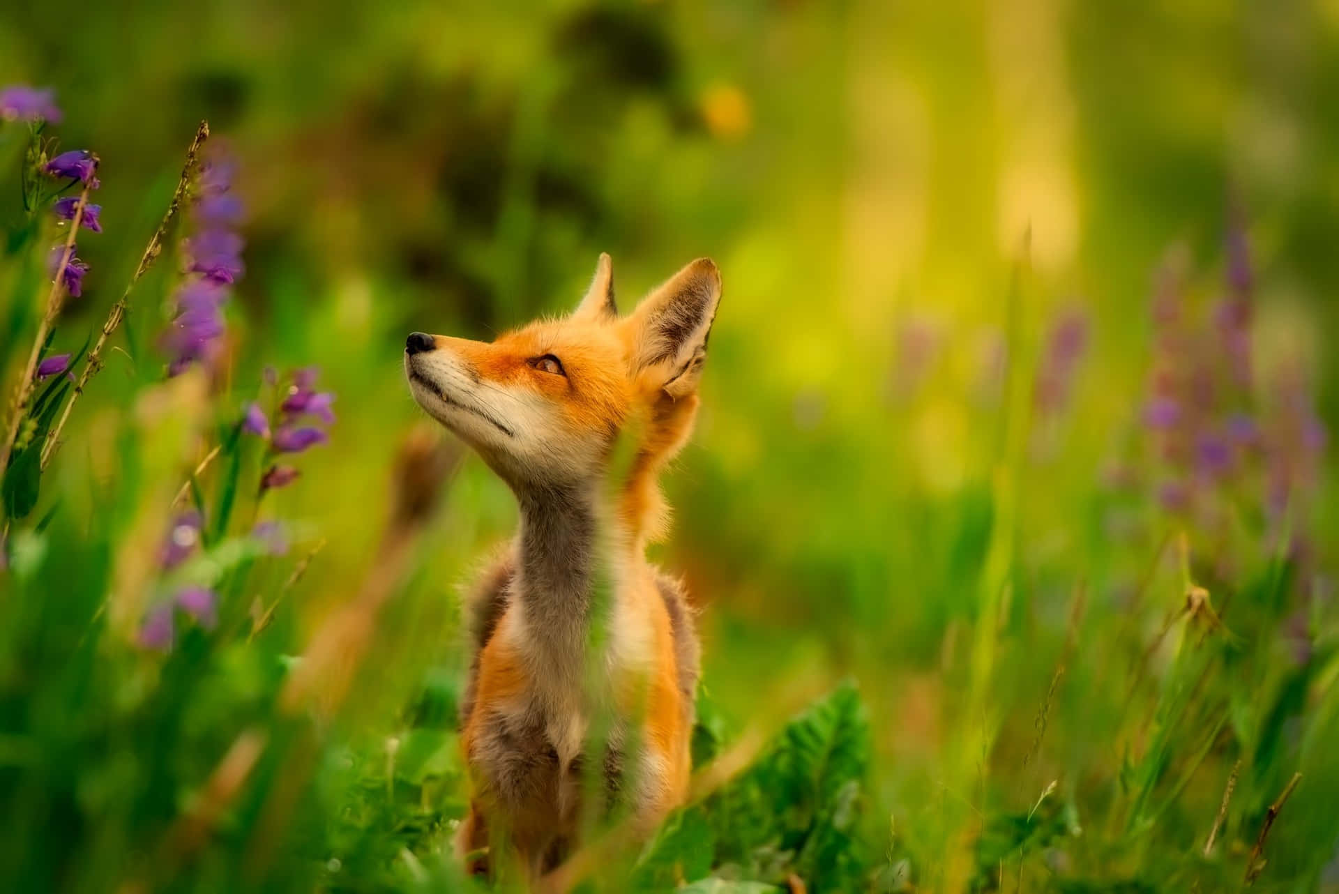 A Cute Fox Hides Behind Some Leaves