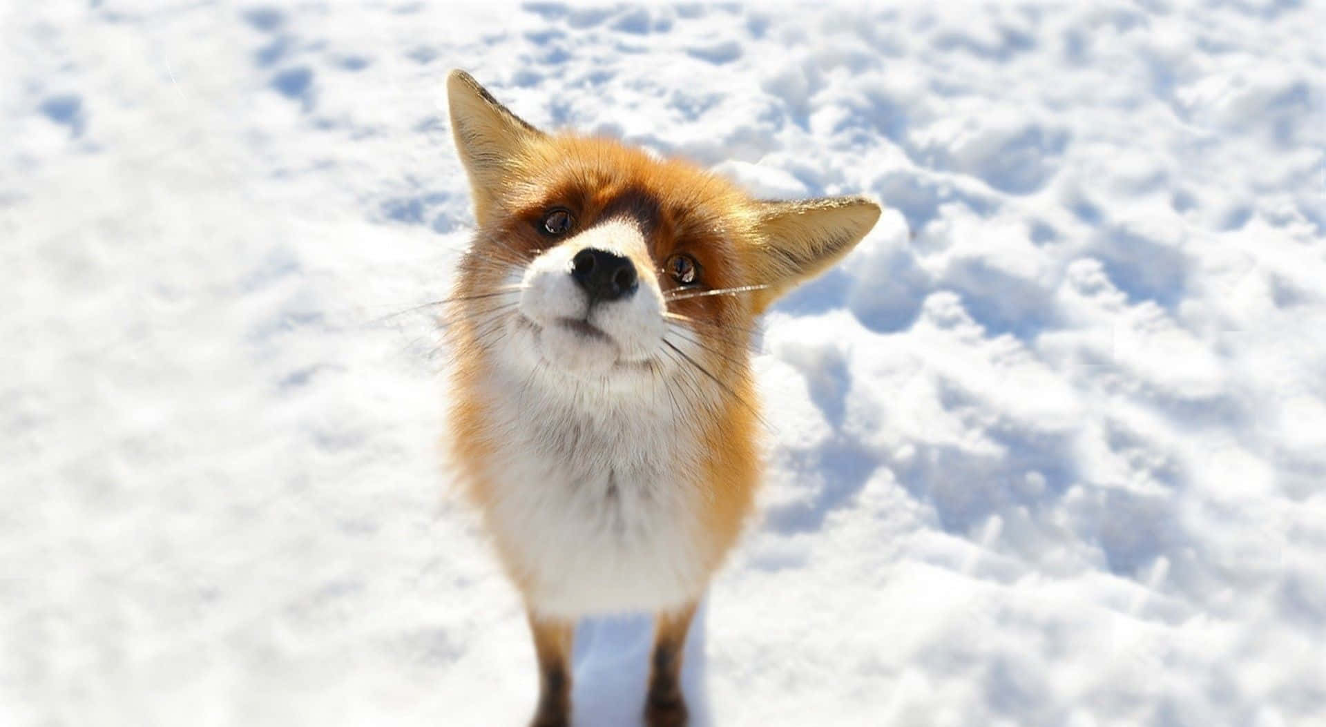 "A beautiful red fox smiles, bringing nature's beauty to life."