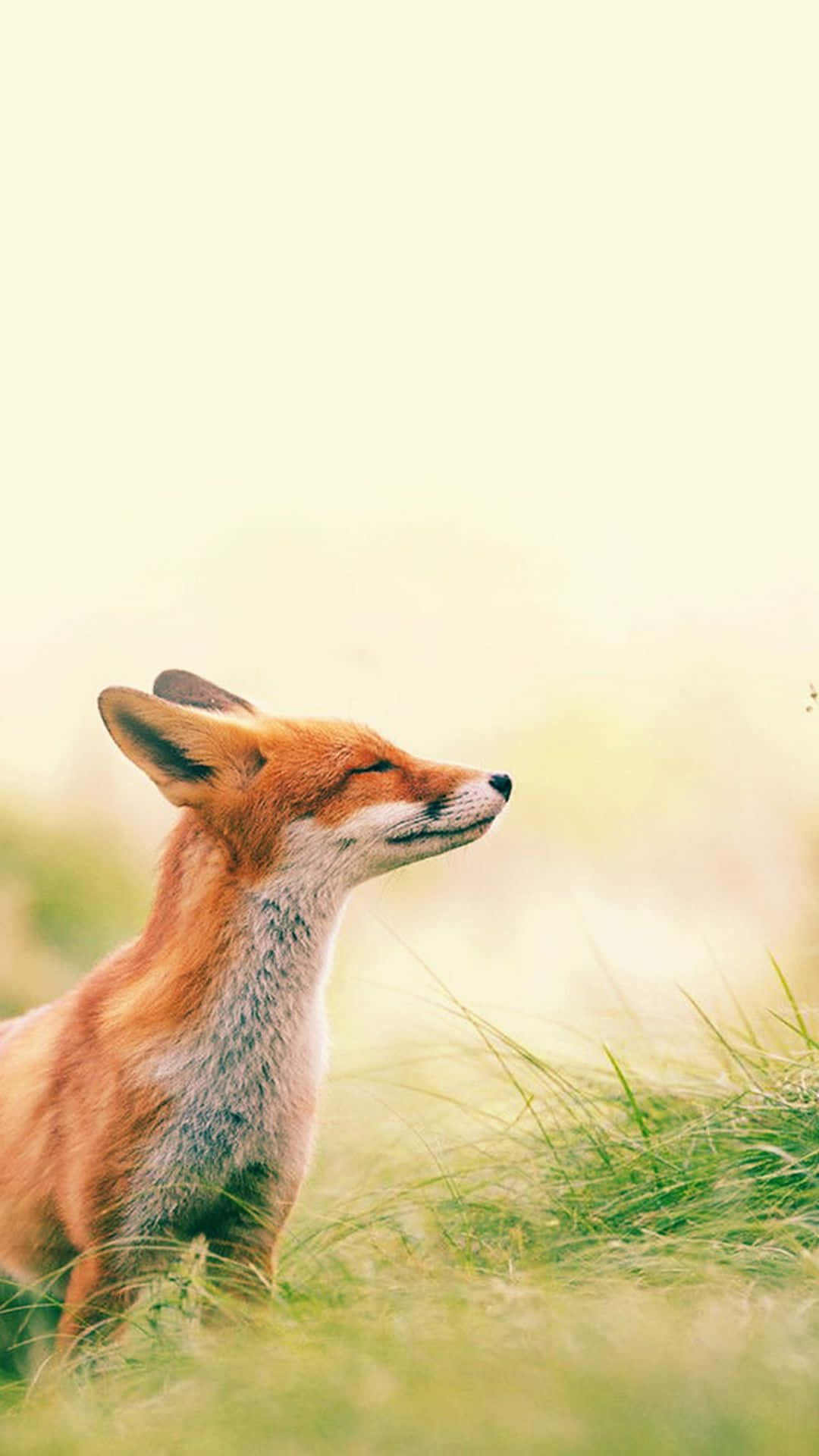 Adorable Cute Fox