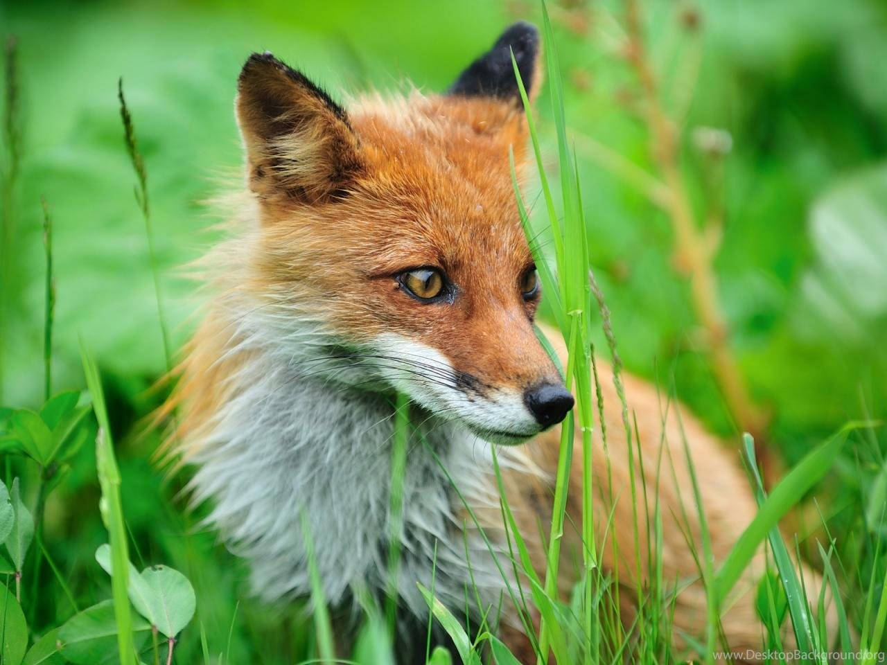 Cute Fox Close-Up Wallpaper