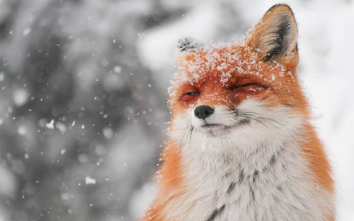 Cute Fox Closing Its Eyes Wallpaper