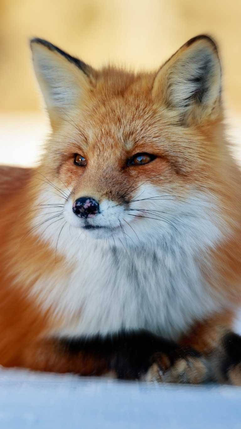 Cute Fox Image For Mobile Wallpaper