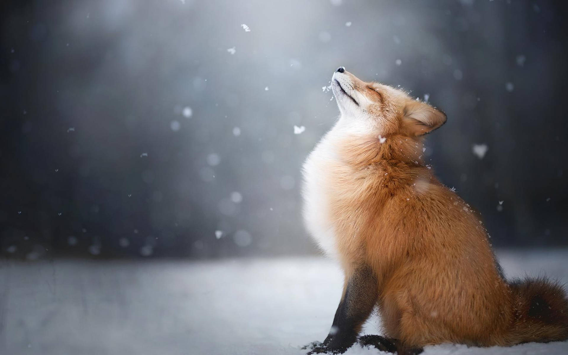 Cute Fox In Snow HD Landscape Desktop Wallpaper