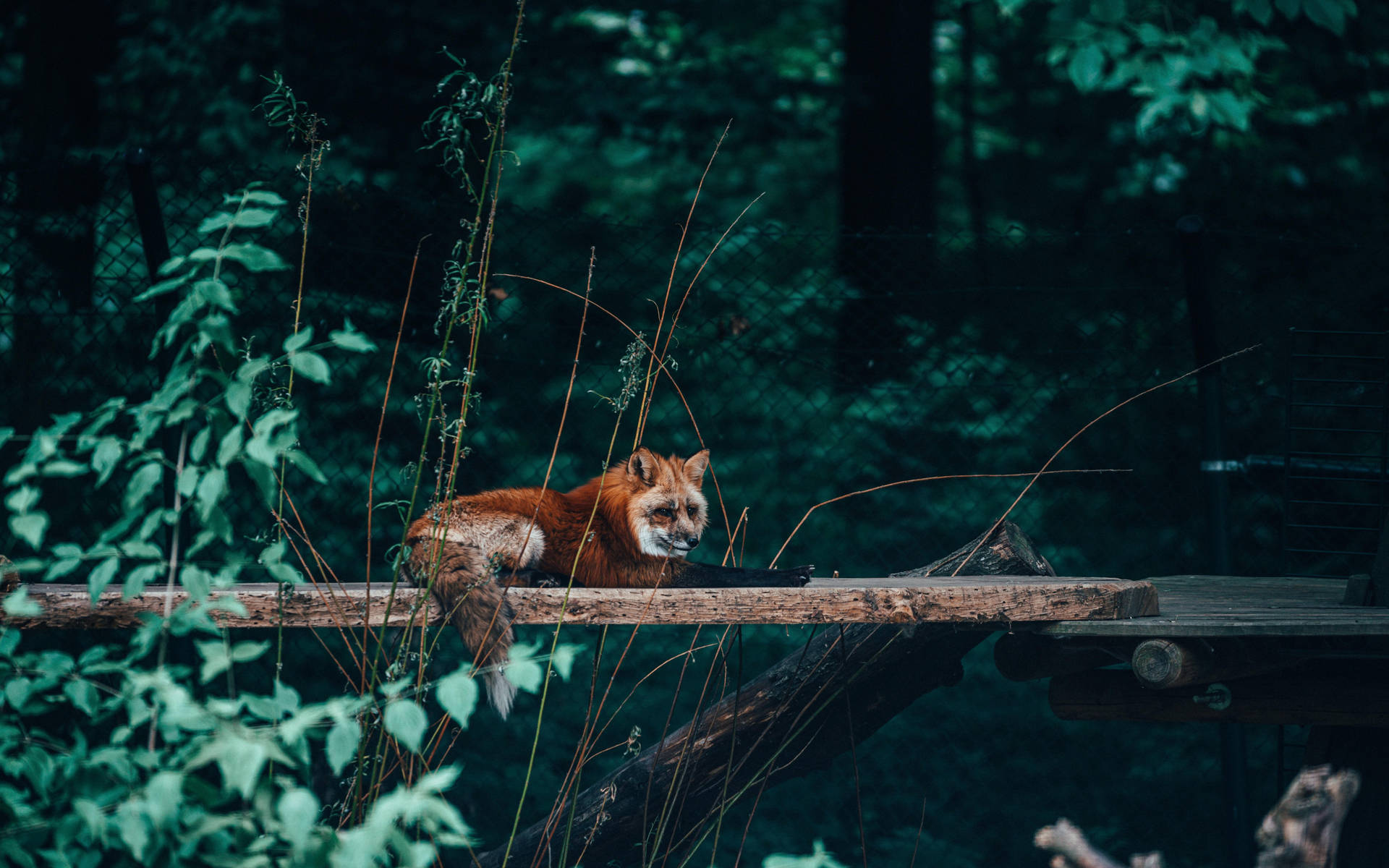 Cute Fox In The Forest Wallpaper
