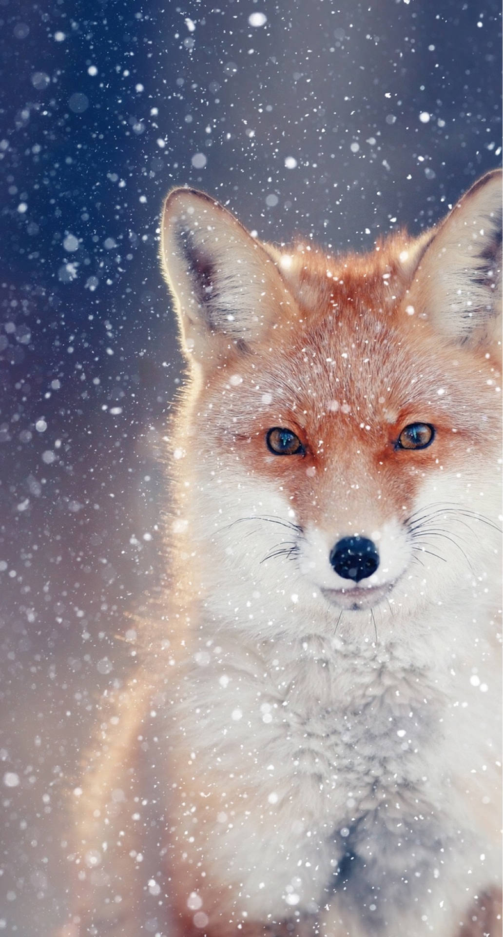 Cute fox in winter wallpaper