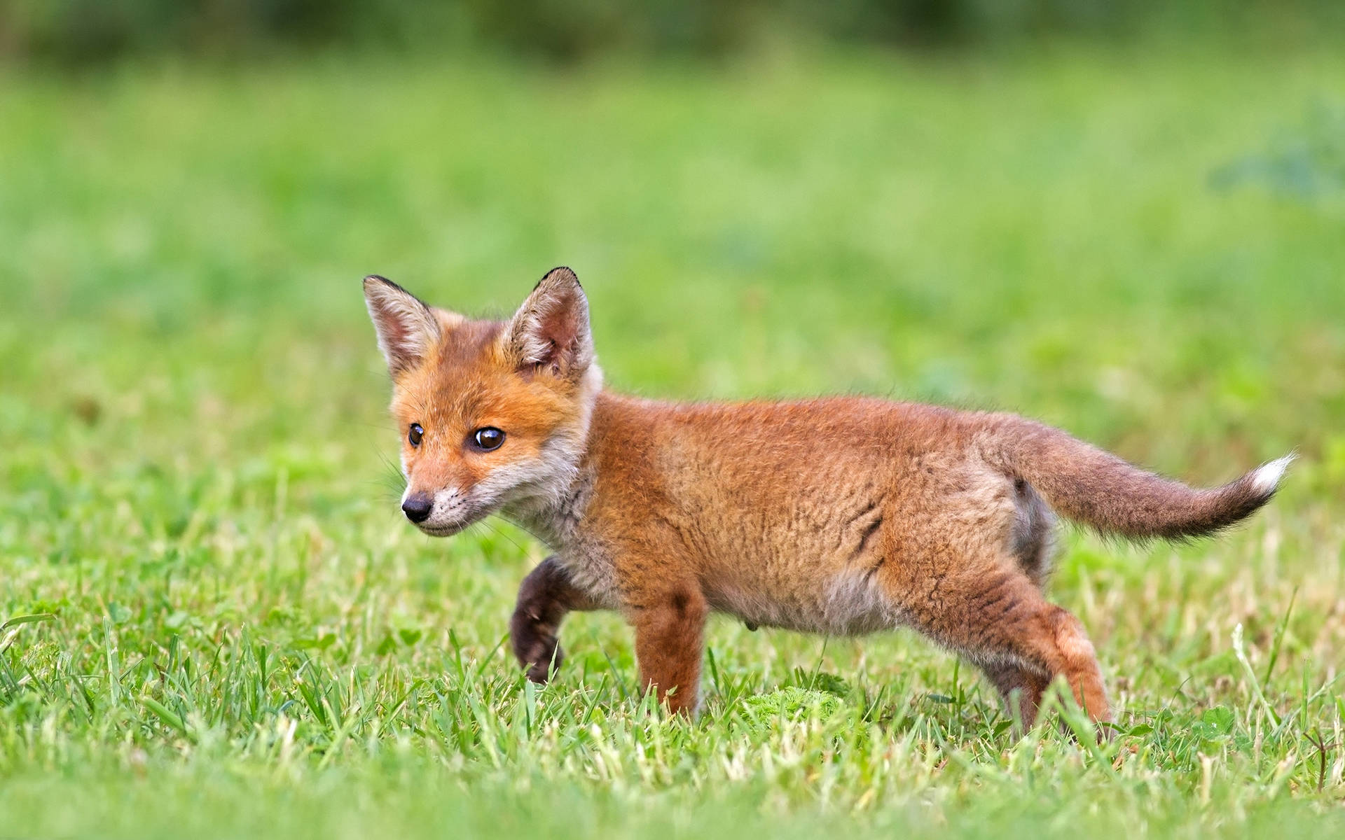 Cute Fox On The Grass Wallpaper