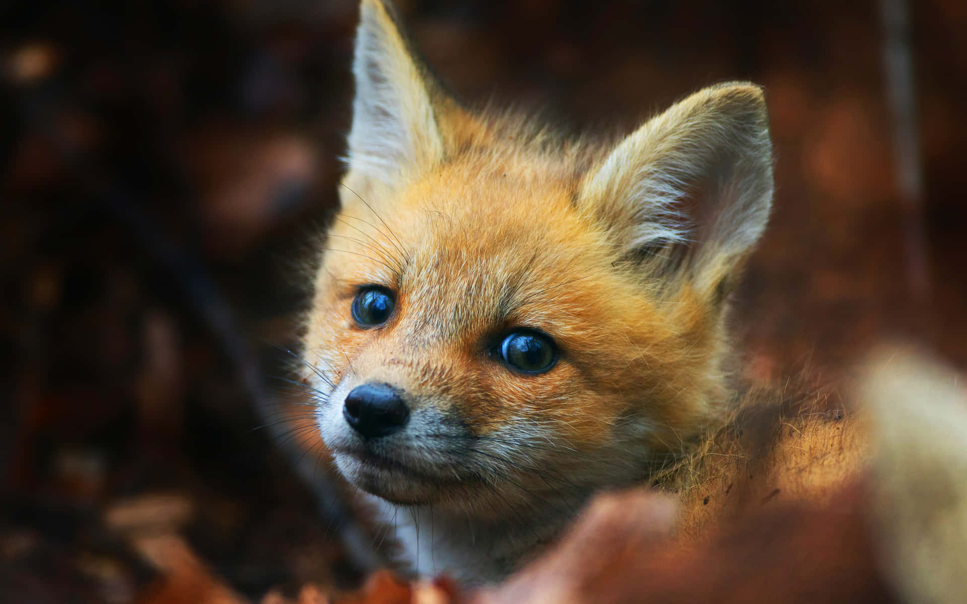 Don't forget to say hello to this cute fox!