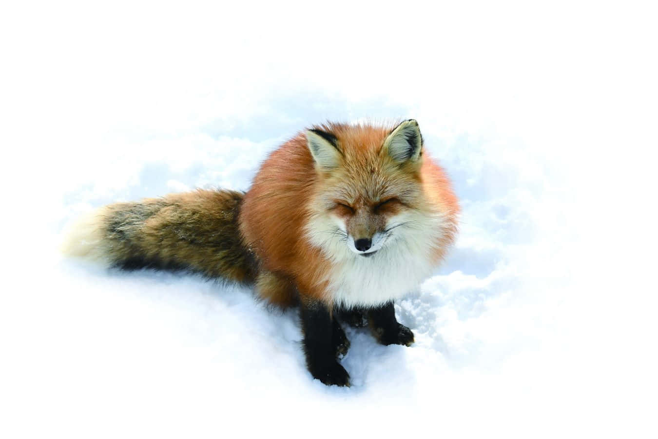 A Red Fox Sitting In The Snow