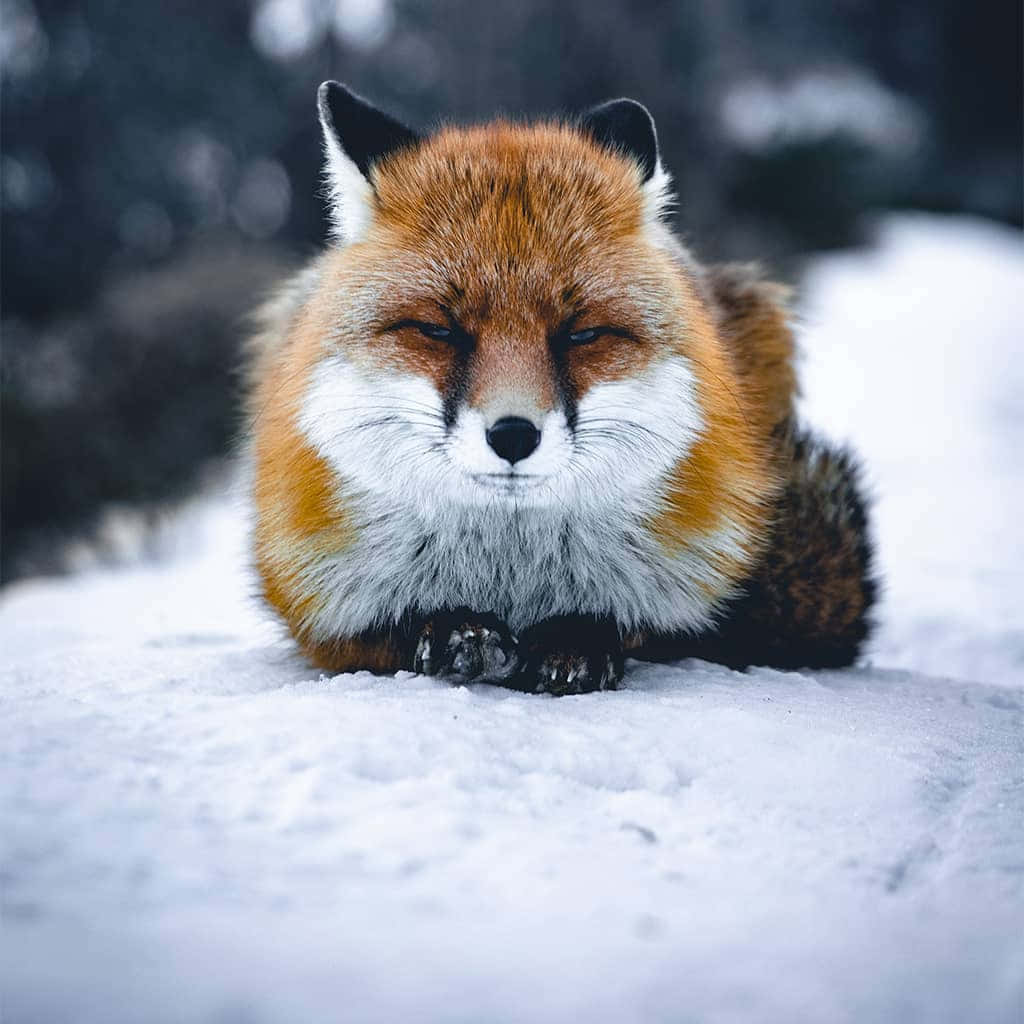 Little Red Fox Cuddling Up