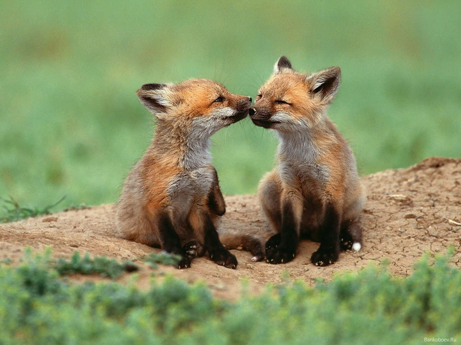 Sweet as Sugar - A Cute Fox