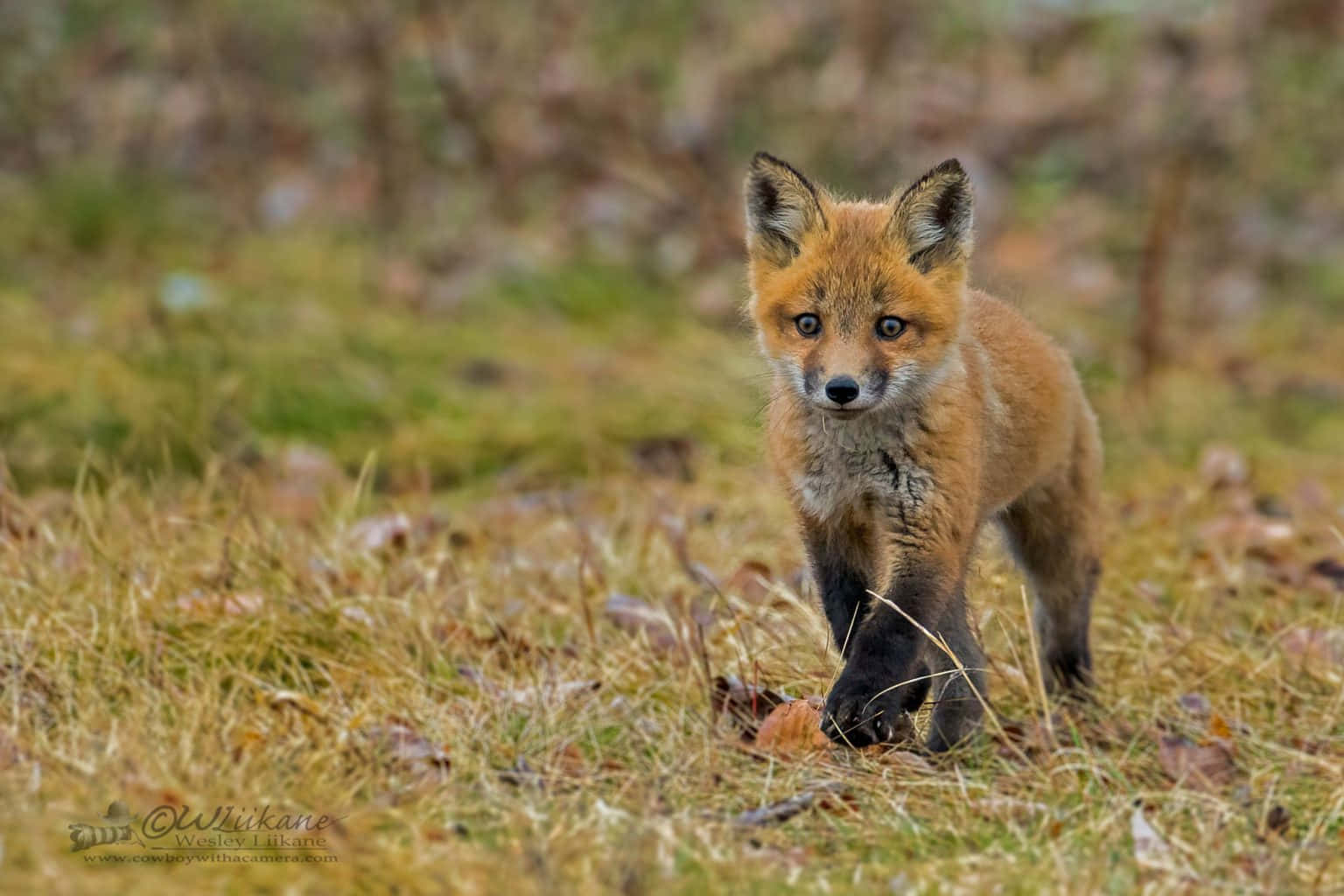 A cute fox peering out of the grass, curious about the world.