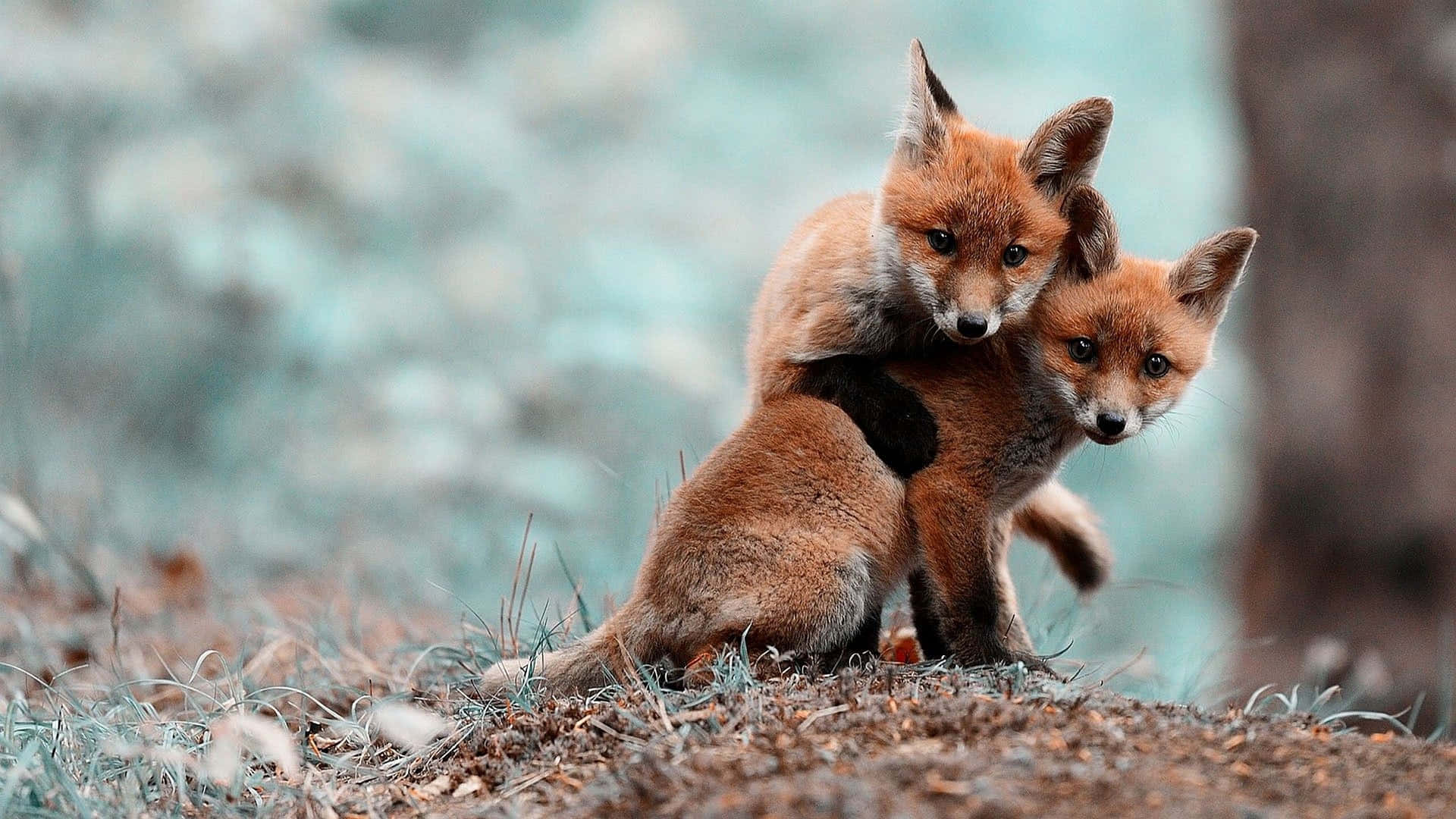 Two Foxes Are Playing Together In The Woods