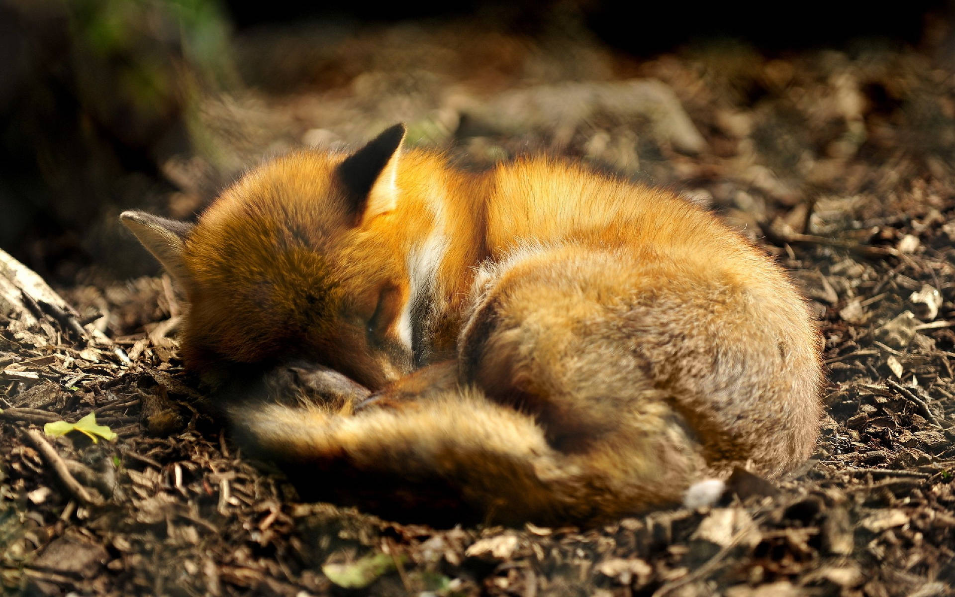 Cute Fox Sleeping Wallpaper