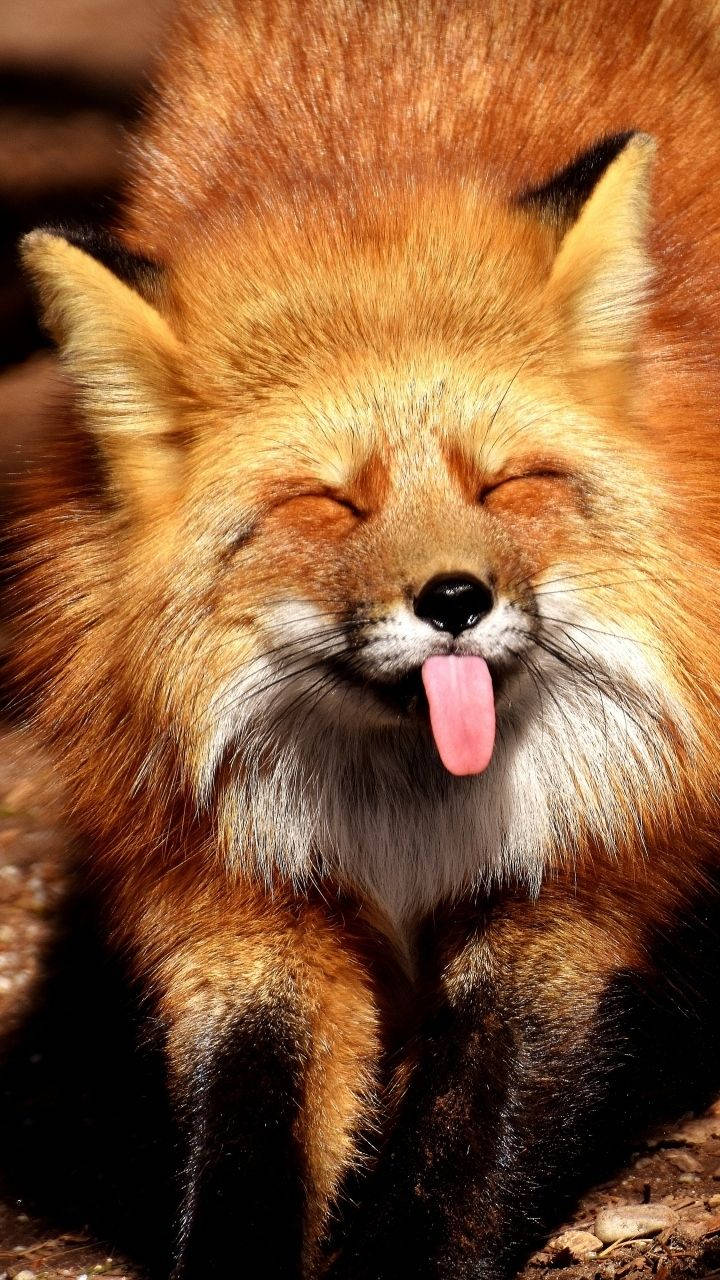 Cute fox sticking its tongue out wallpaper
