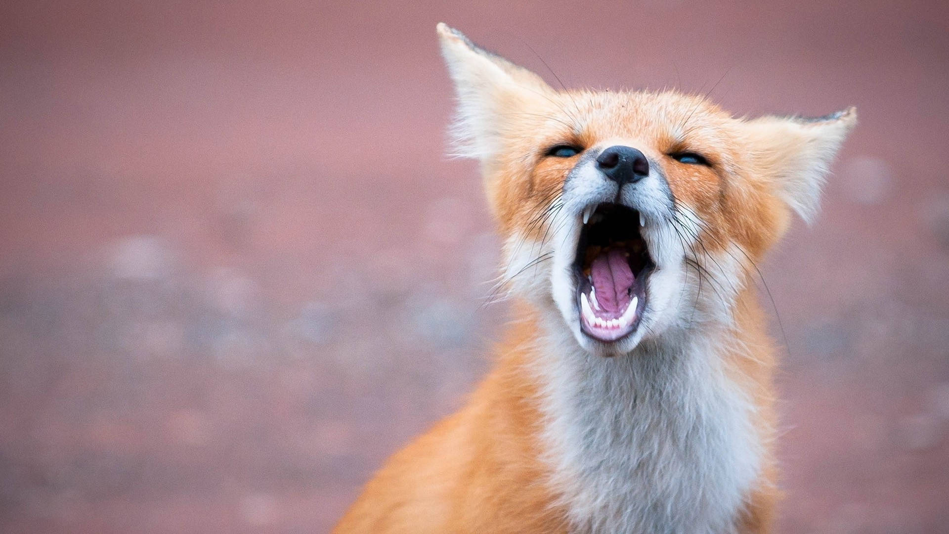 Cute Fox Yawning Wallpaper